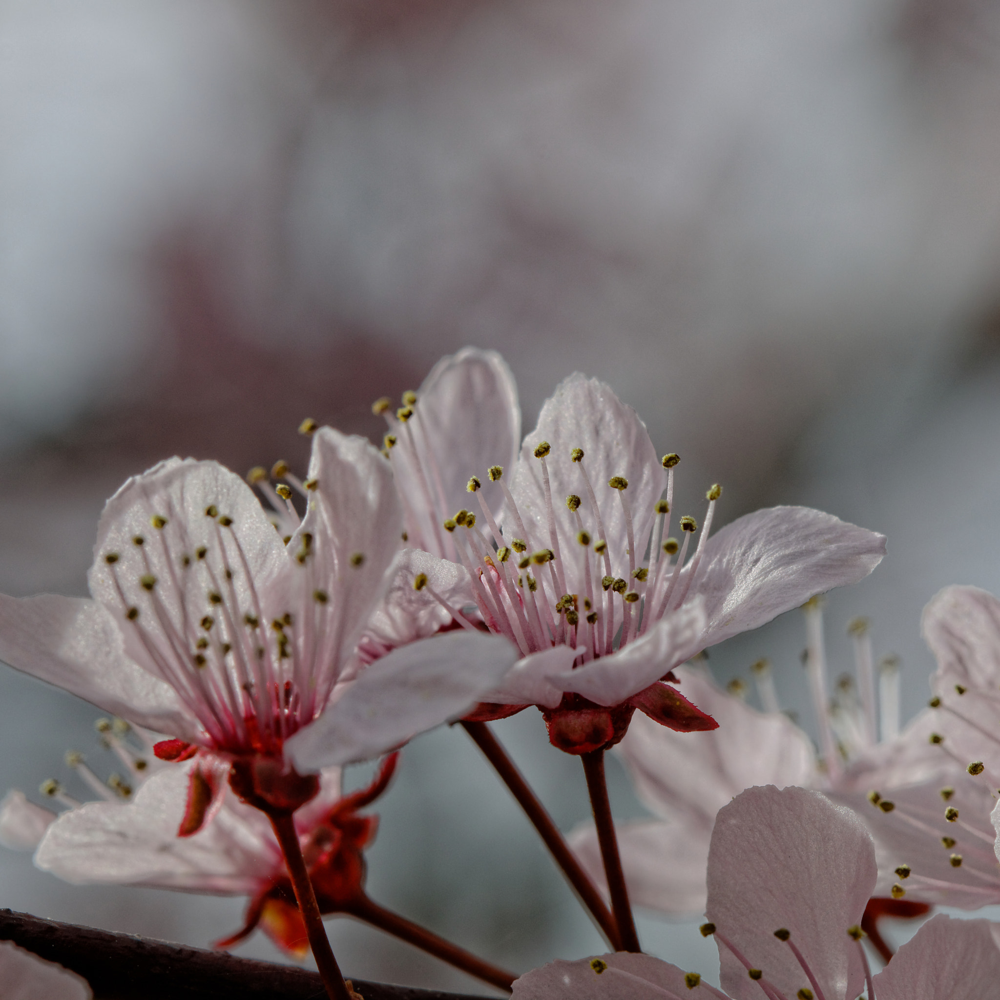 Canon EF 100mm F2.8 Macro USM sample photo. Tree in bud photography