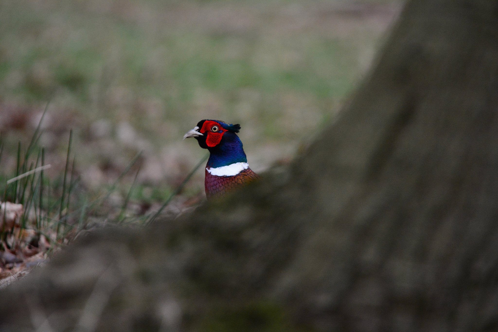 Sigma 150-500mm F5-6.3 DG OS HSM sample photo. Spotted photography