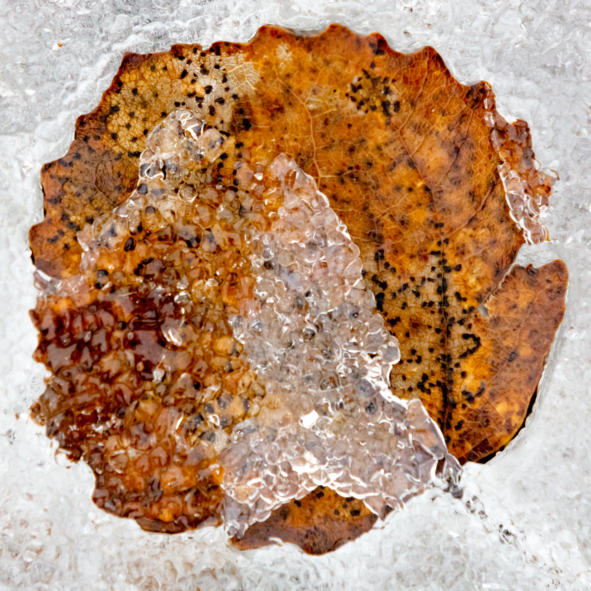Canon EOS 5DS sample photo. Leaf photography