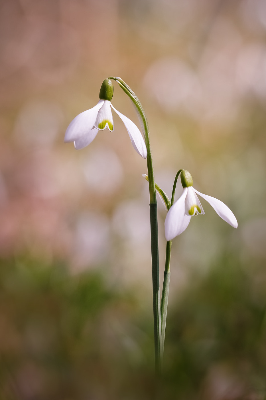 Canon EF 100mm F2.8L Macro IS USM sample photo. Spring beauty photography
