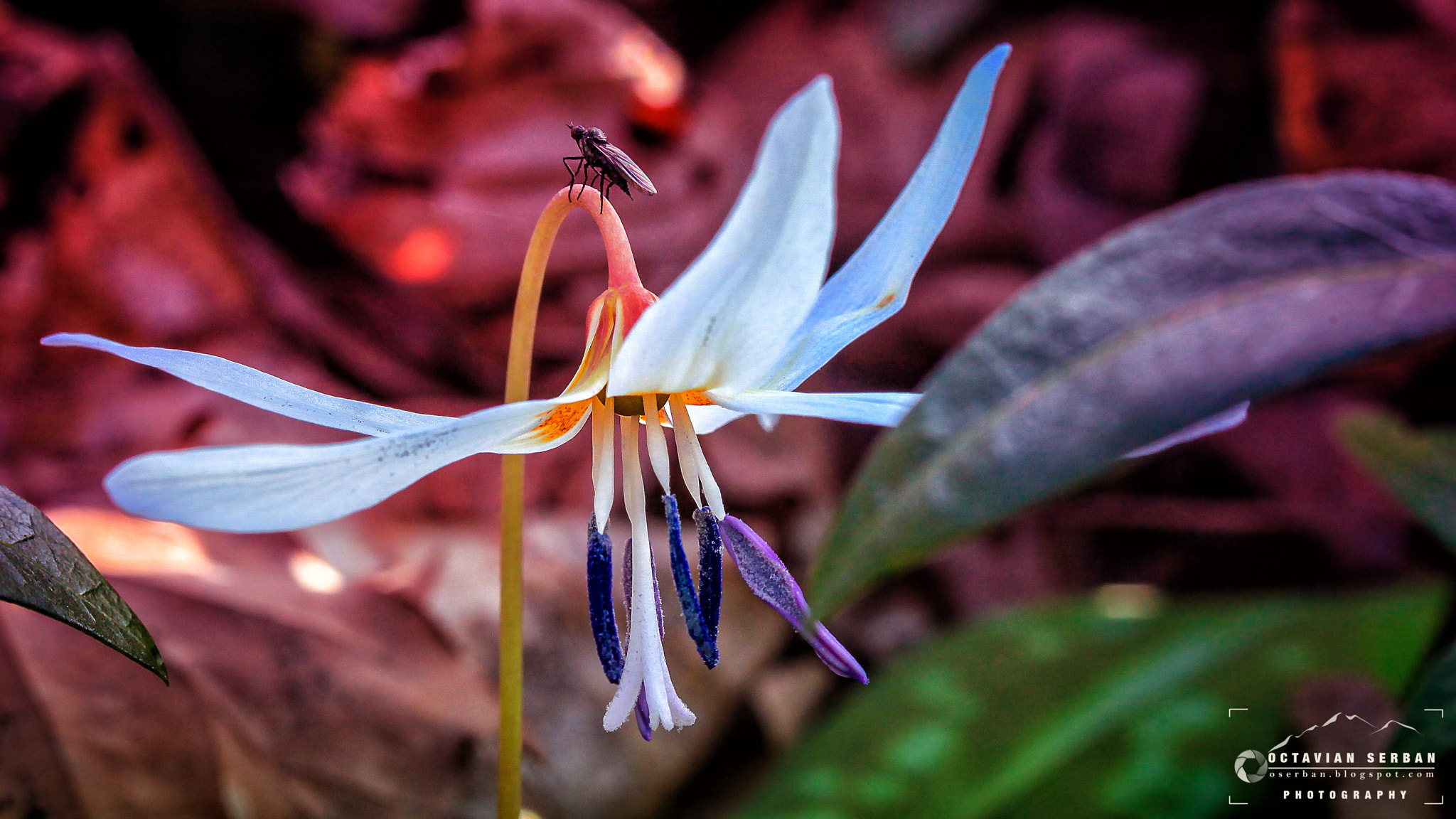 Canon EF 70-200mm F4L IS USM sample photo. Flower photography