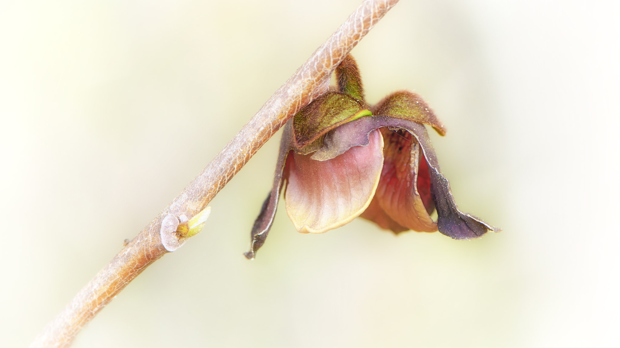Nikon AF-S Micro-Nikkor 105mm F2.8G IF-ED VR sample photo. Signs of spring photography