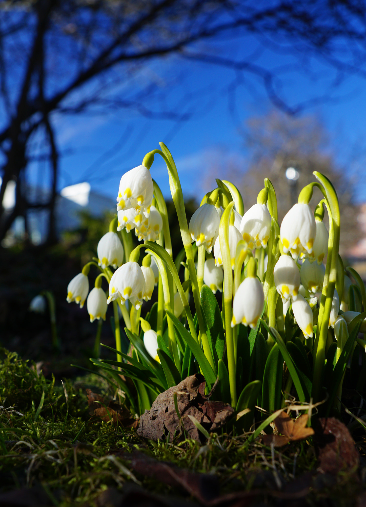 Sony ILCA-77M2 sample photo. Springtime photography