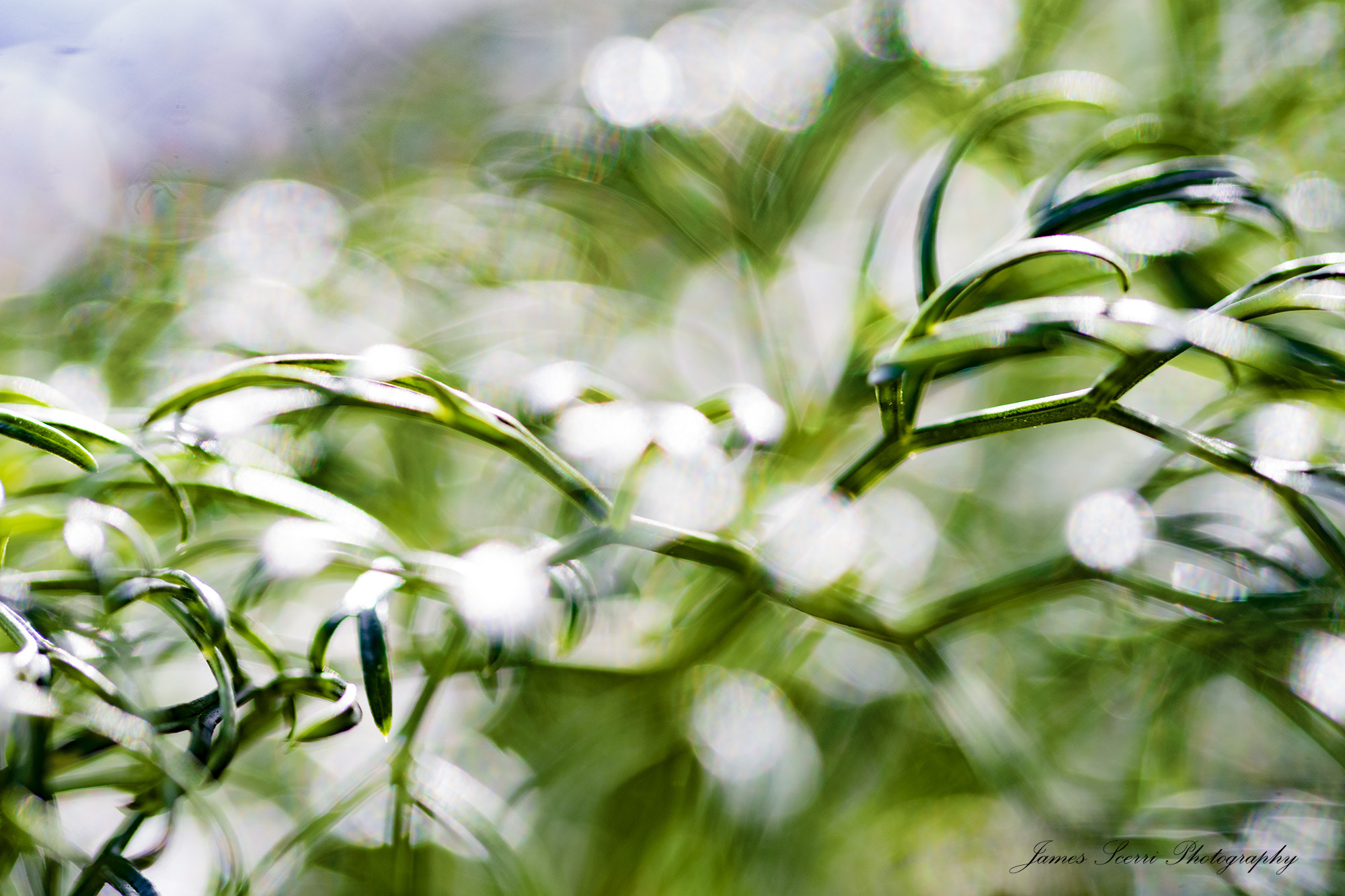 Sigma 105mm F2.8 EX DG OS HSM sample photo. Abstract photography