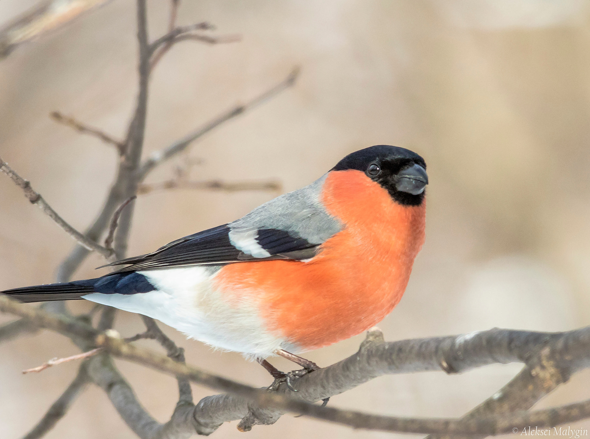 Sigma 150-500mm F5-6.3 DG OS HSM sample photo. Bullfinch's portrait photography