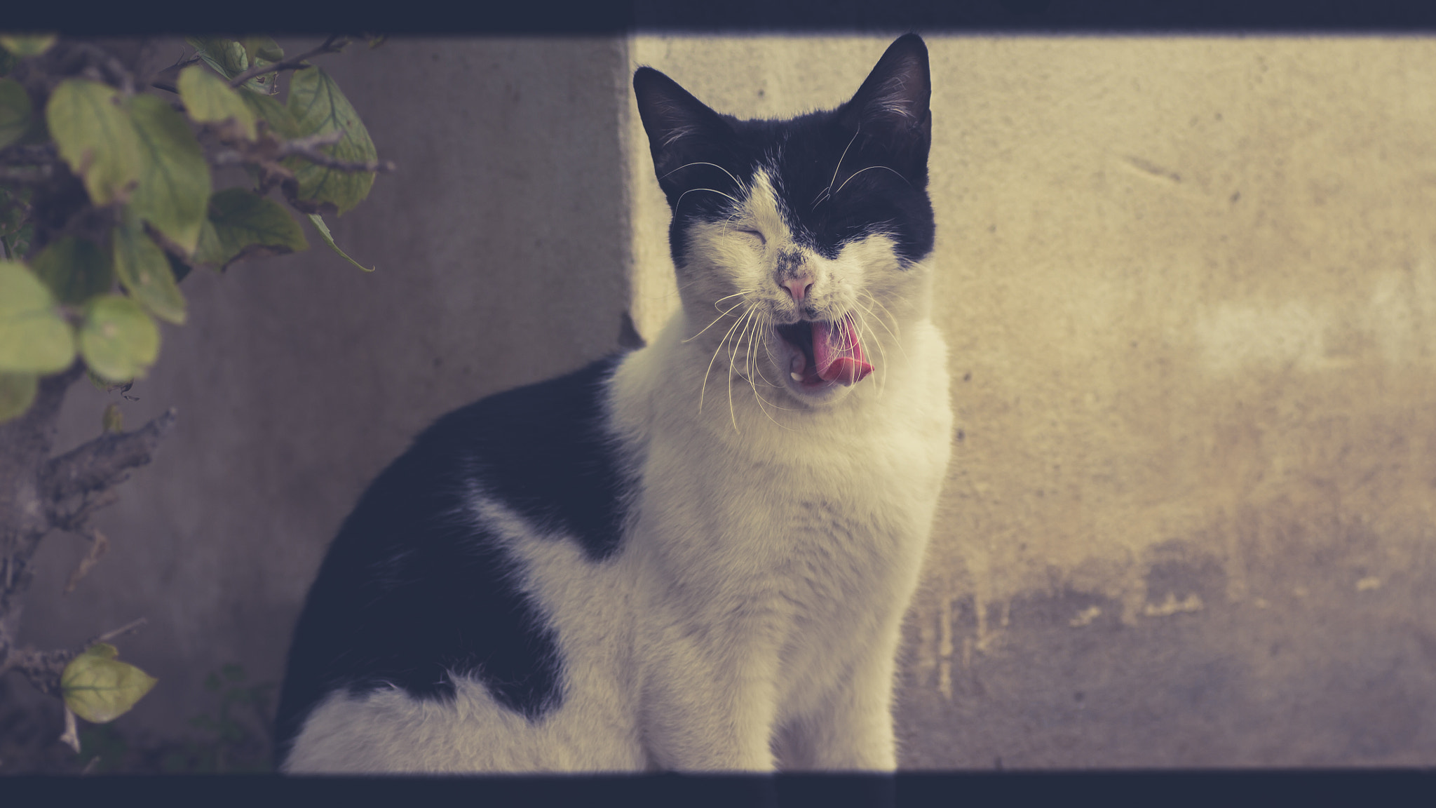 Canon EOS 7D sample photo. Cat photography