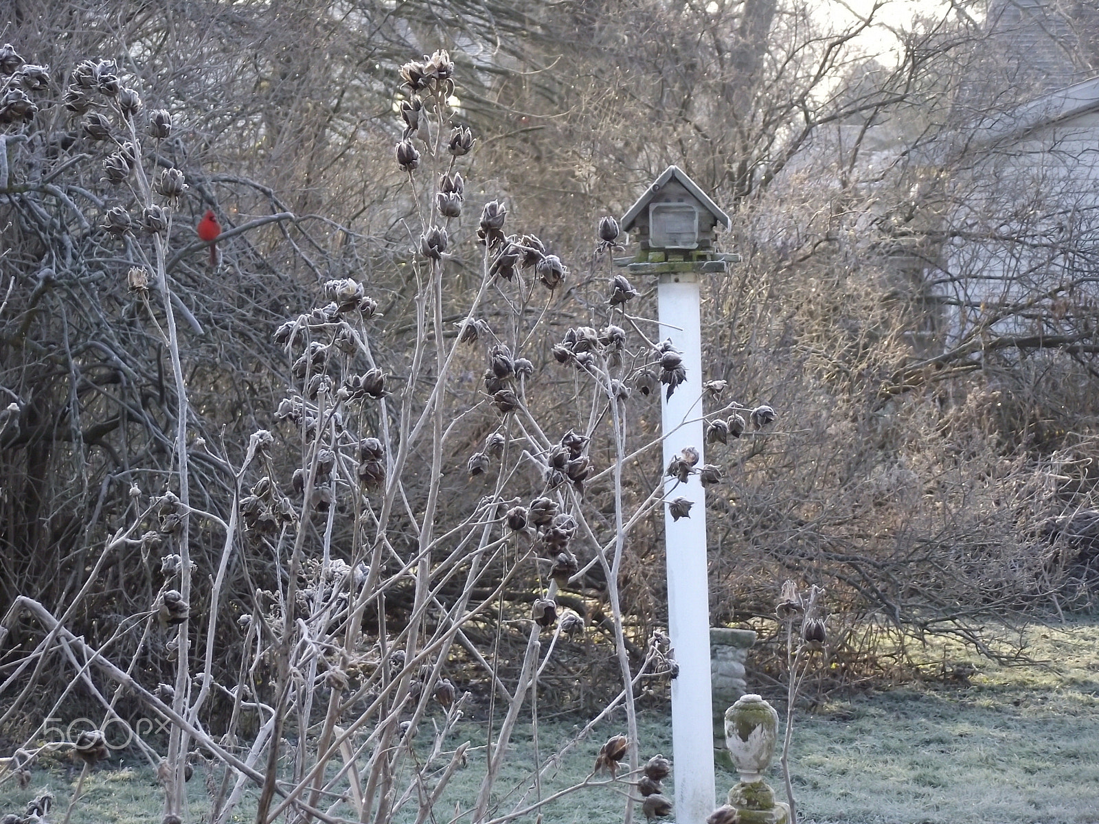 FujiFilm FinePix S1800 (FinePix S1880) sample photo. Cardinal in morning early fall frost photography