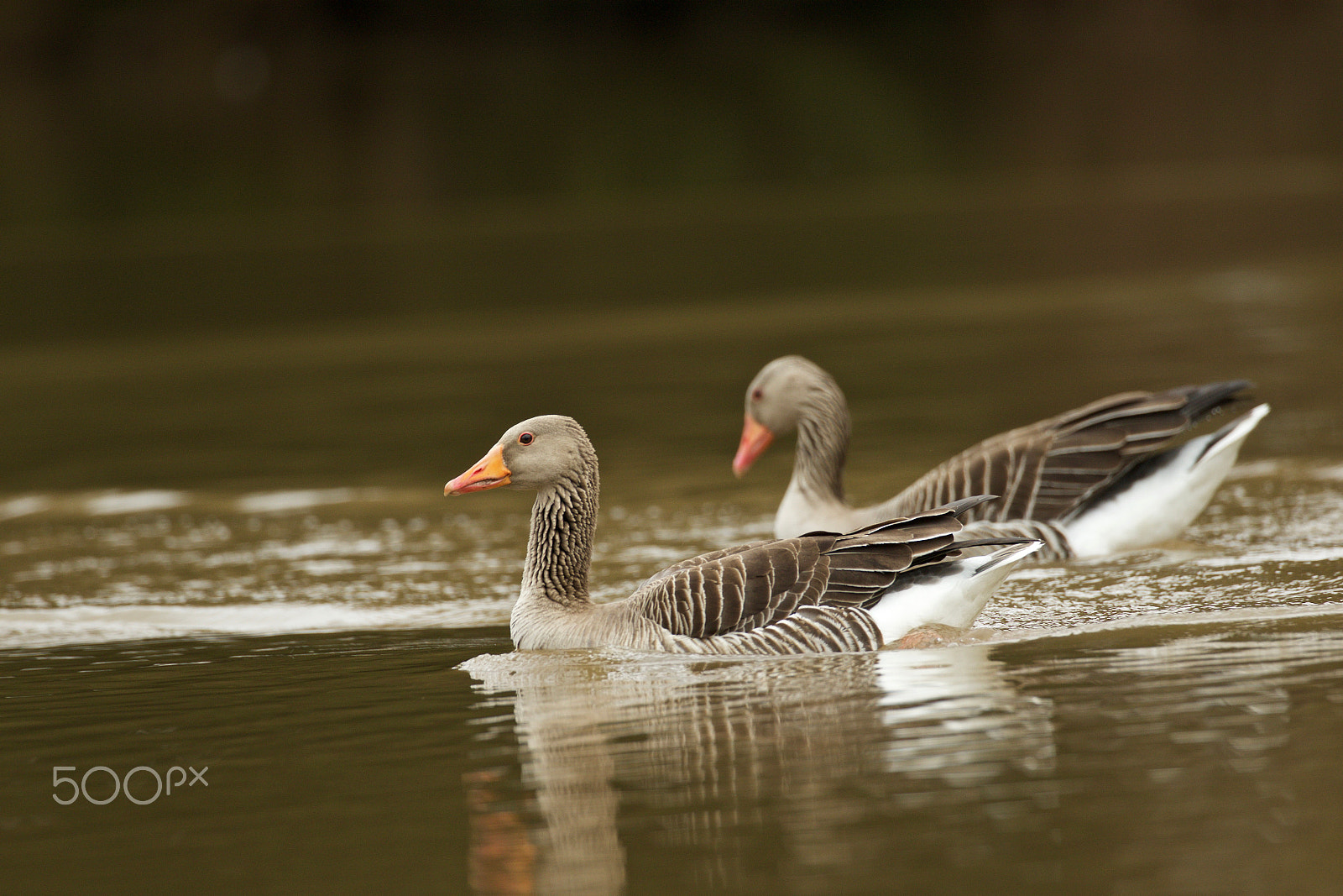 Canon EOS 7D Mark II + Canon EF 200-400mm F4L IS USM Extender 1.4x sample photo. Husa velká (anser anser) photography