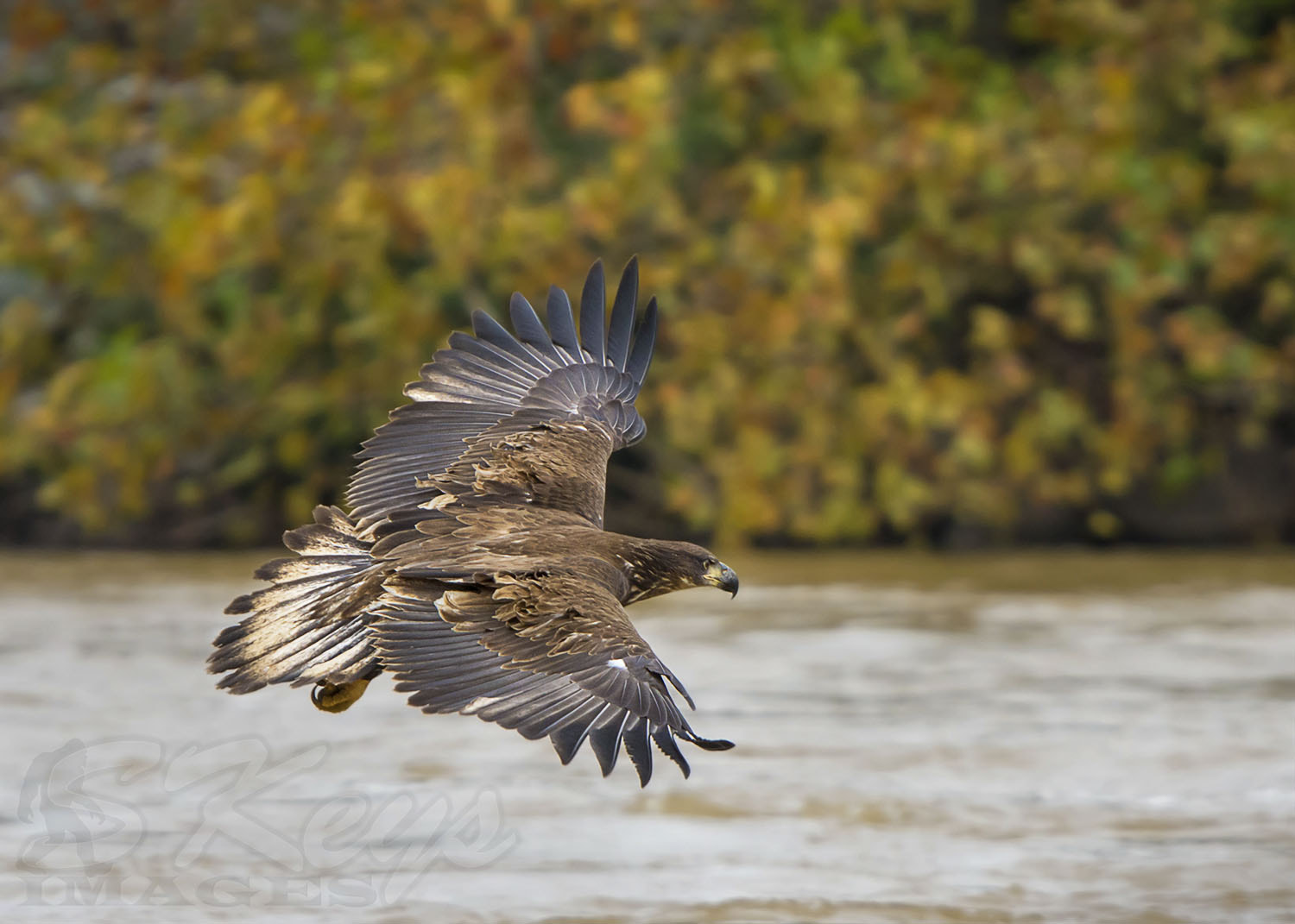 Nikon D7200 + Sigma 500mm F4.5 EX DG HSM sample photo. Fall (bald eagle) photography