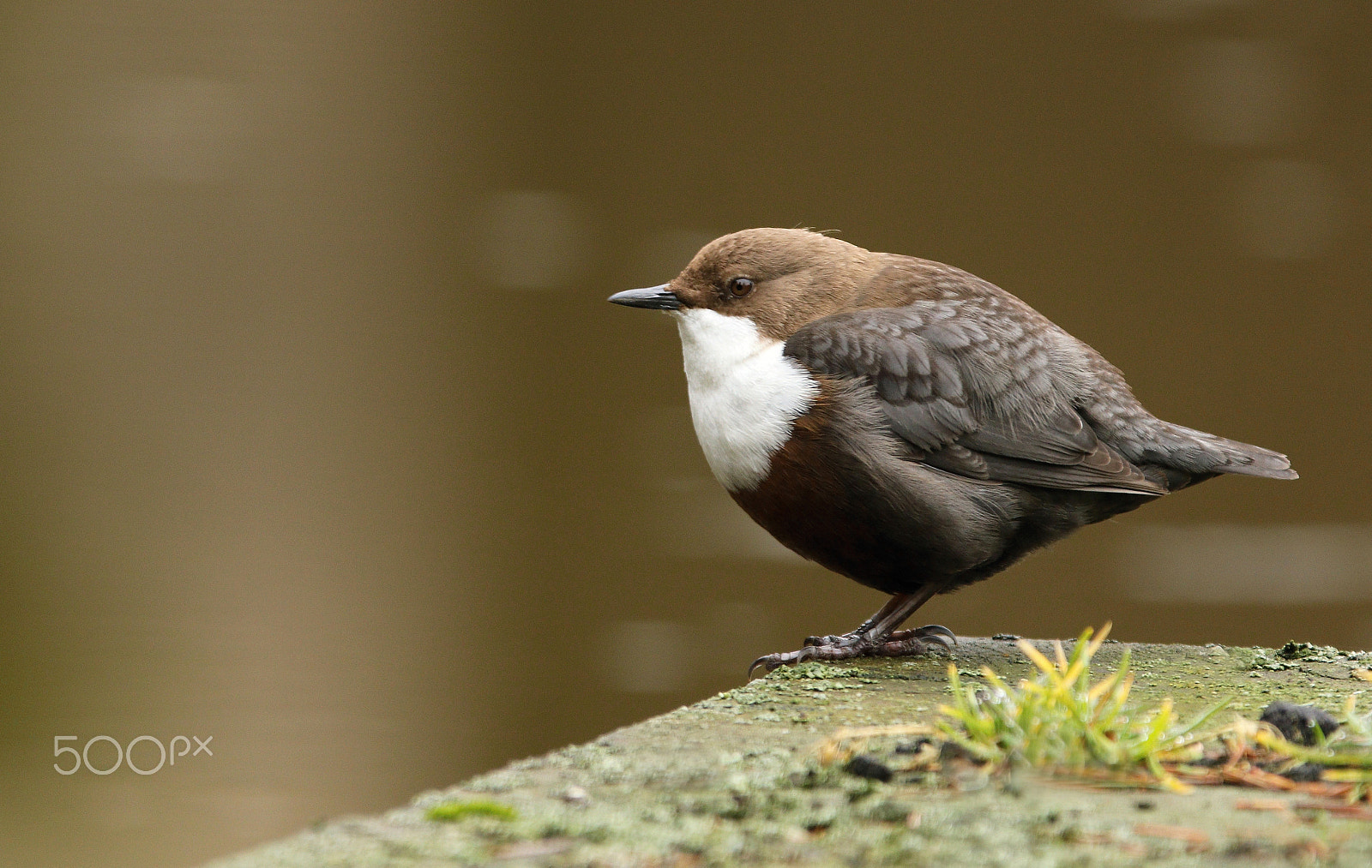 Canon EF 300mm F2.8L IS USM sample photo. Dipper photography