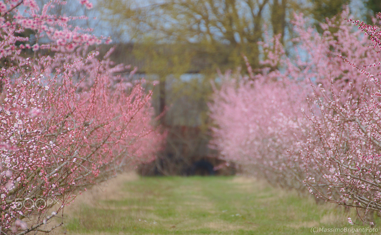 Canon EOS 70D sample photo. La vie an rose photography