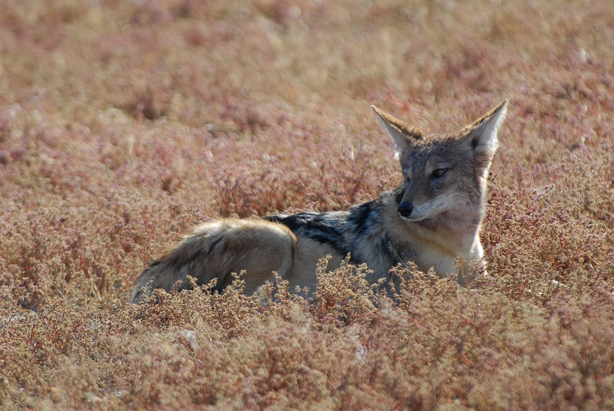 Nikon D200 sample photo. Coyote (etosha national park) photography