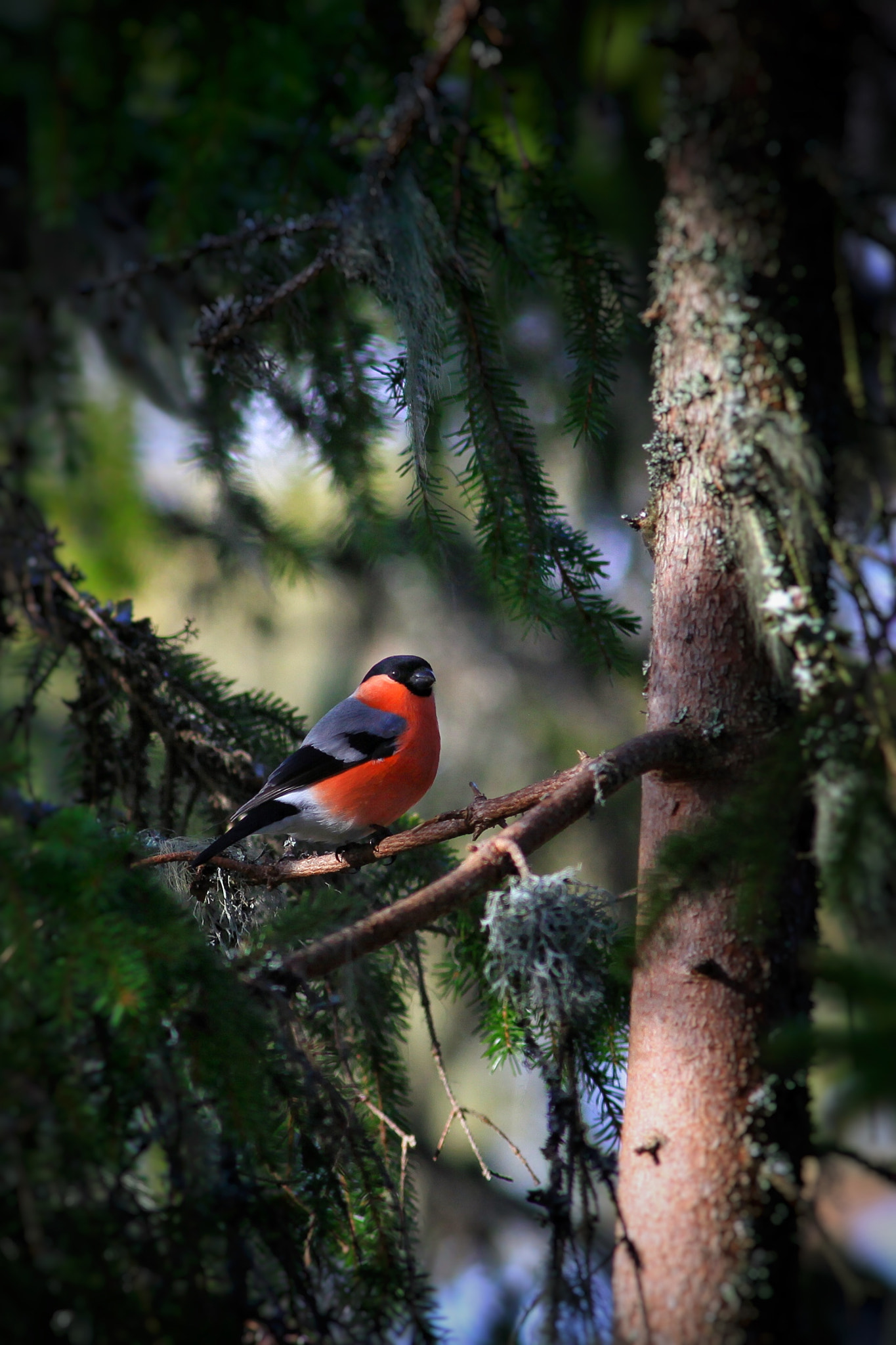 Canon EOS 50D sample photo. Bullfinch photography