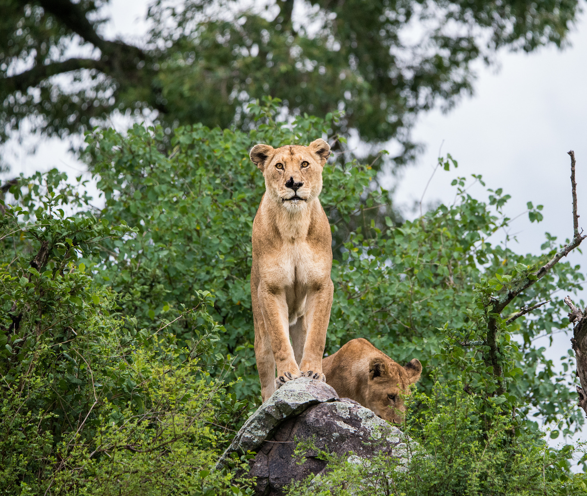 Nikon D600 sample photo. Lion king photography