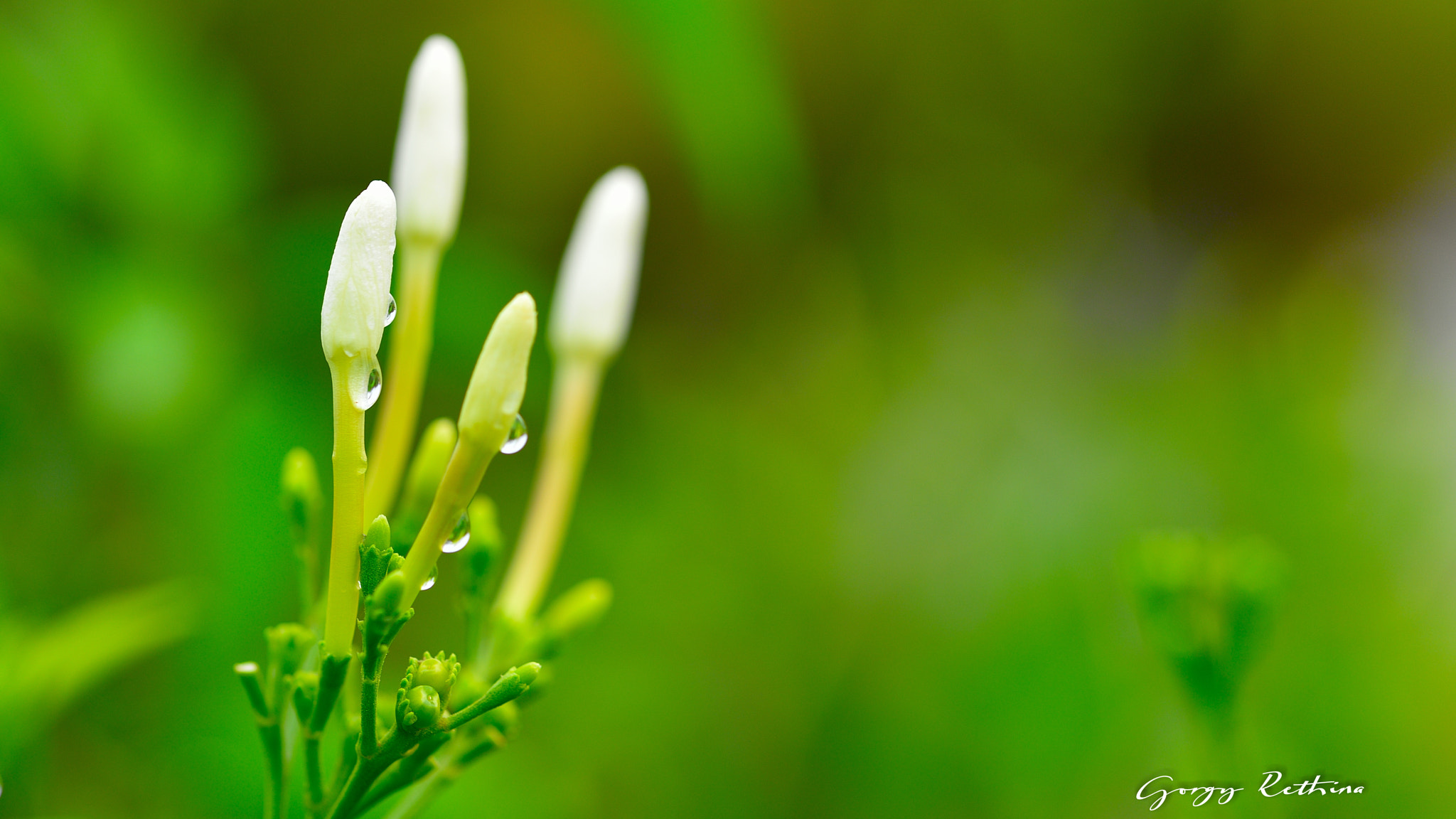 Sigma 105mm F2.8 EX DG OS HSM sample photo. Dsc photography