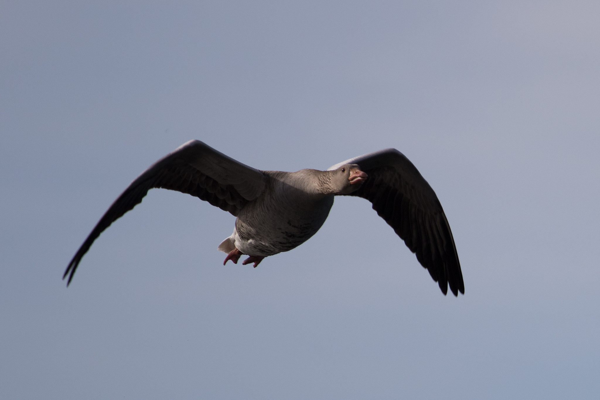 Canon EF 70-200mm F4L USM sample photo. Graugans ii photography