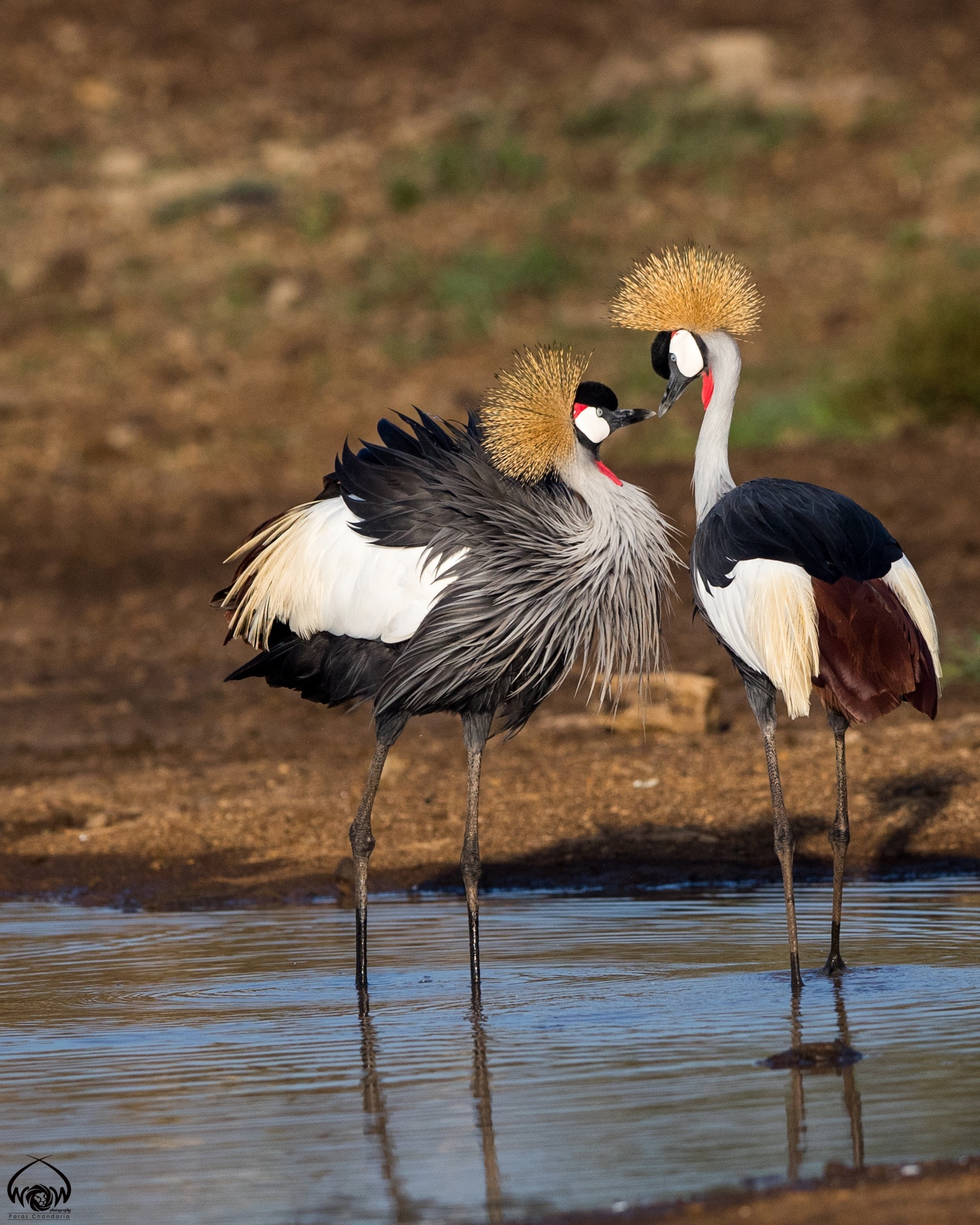 Canon EF 400mm F2.8L IS II USM sample photo. The kiss photography