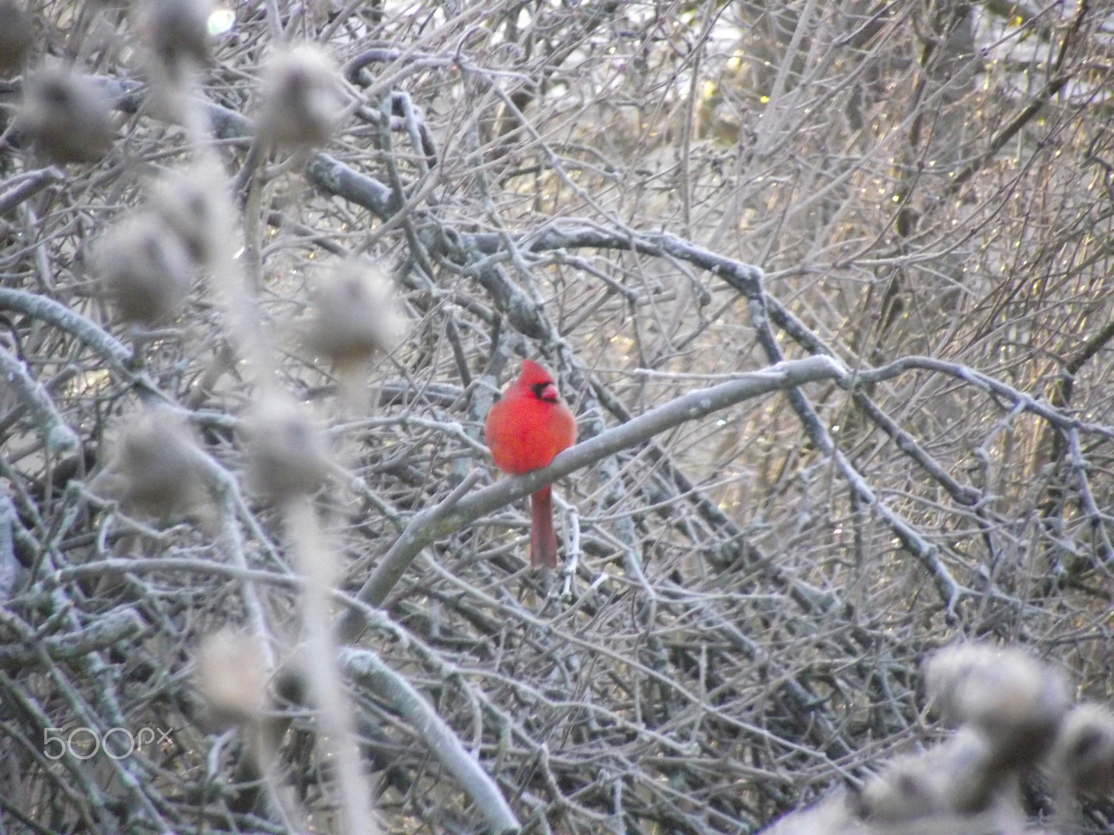 FujiFilm FinePix S1800 (FinePix S1880) sample photo. Perched cardinal in early morning fall frost. photography