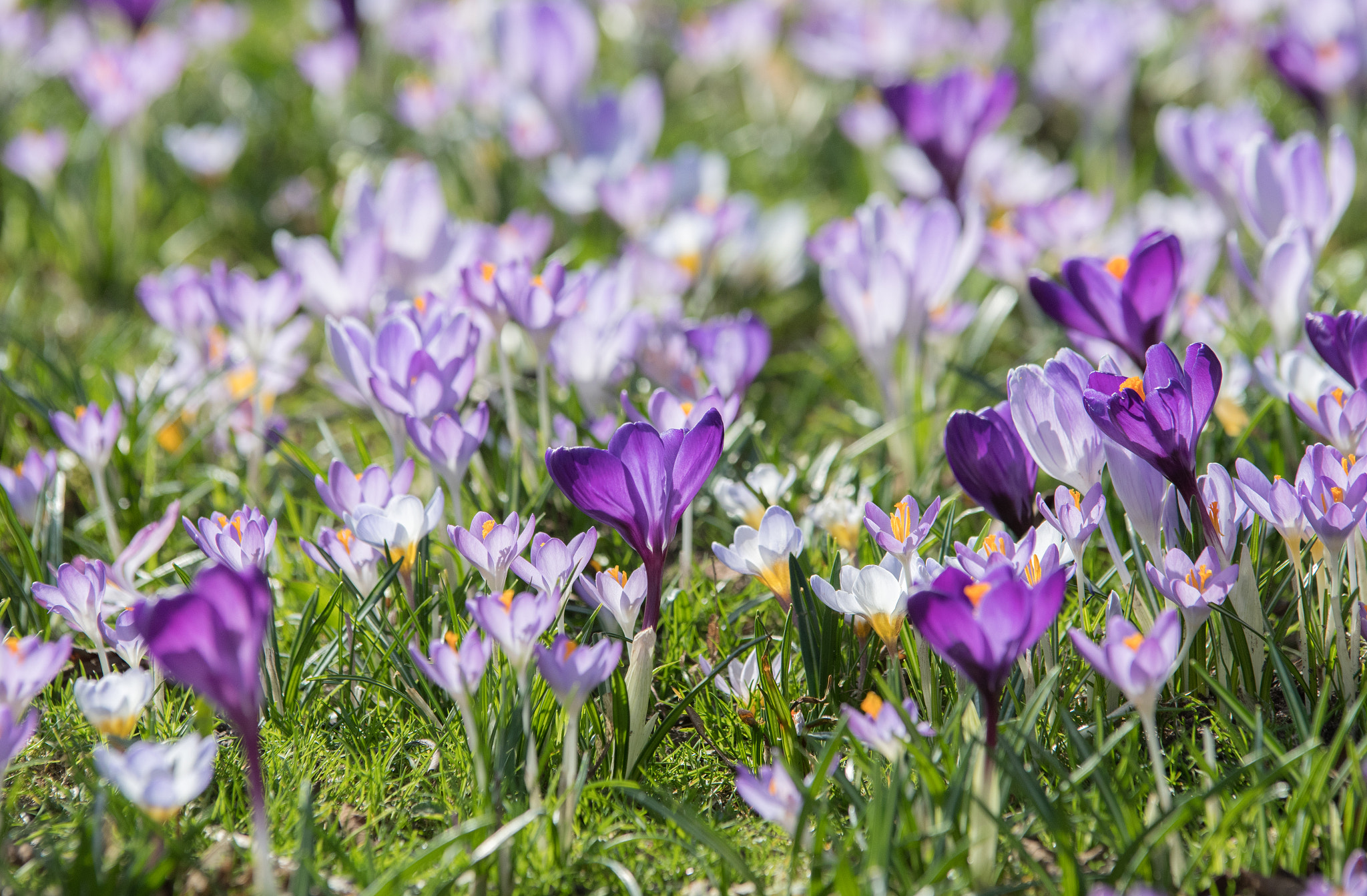 Nikon D500 + Sigma 70-200mm F2.8 EX DG OS HSM sample photo. Flower apartment photography