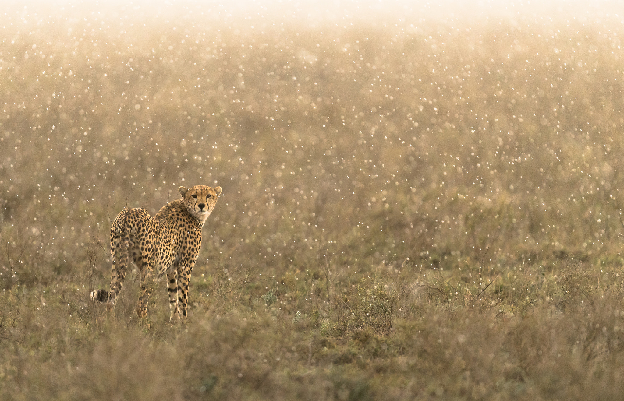 Nikon AF-S Nikkor 500mm F4E FL ED VR sample photo. A magical shower photography