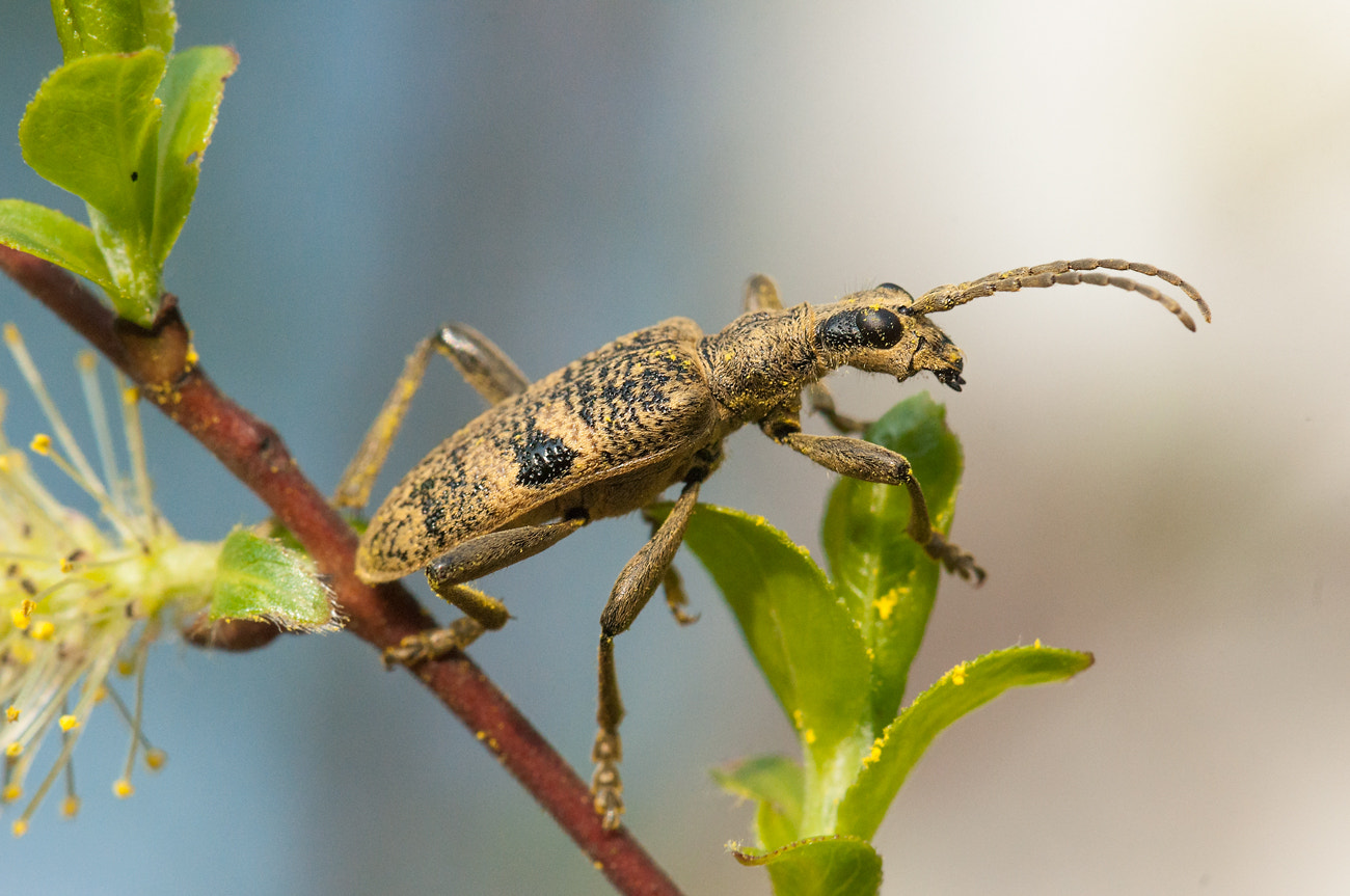 Nikon AF-S Micro-Nikkor 105mm F2.8G IF-ED VR sample photo. *** photography