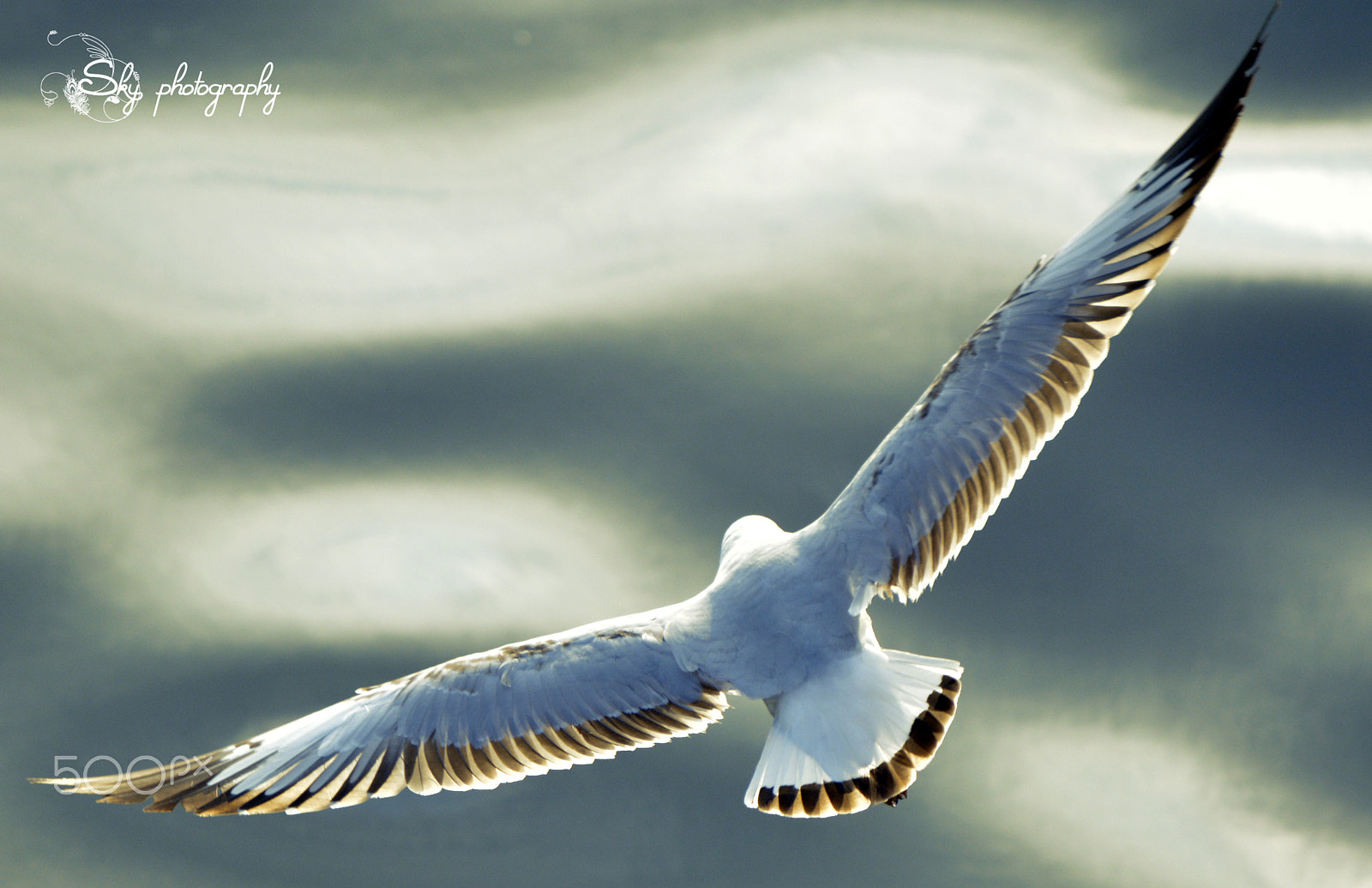 AF Zoom-Nikkor 35-70mm f/2.8 sample photo. Bird photography