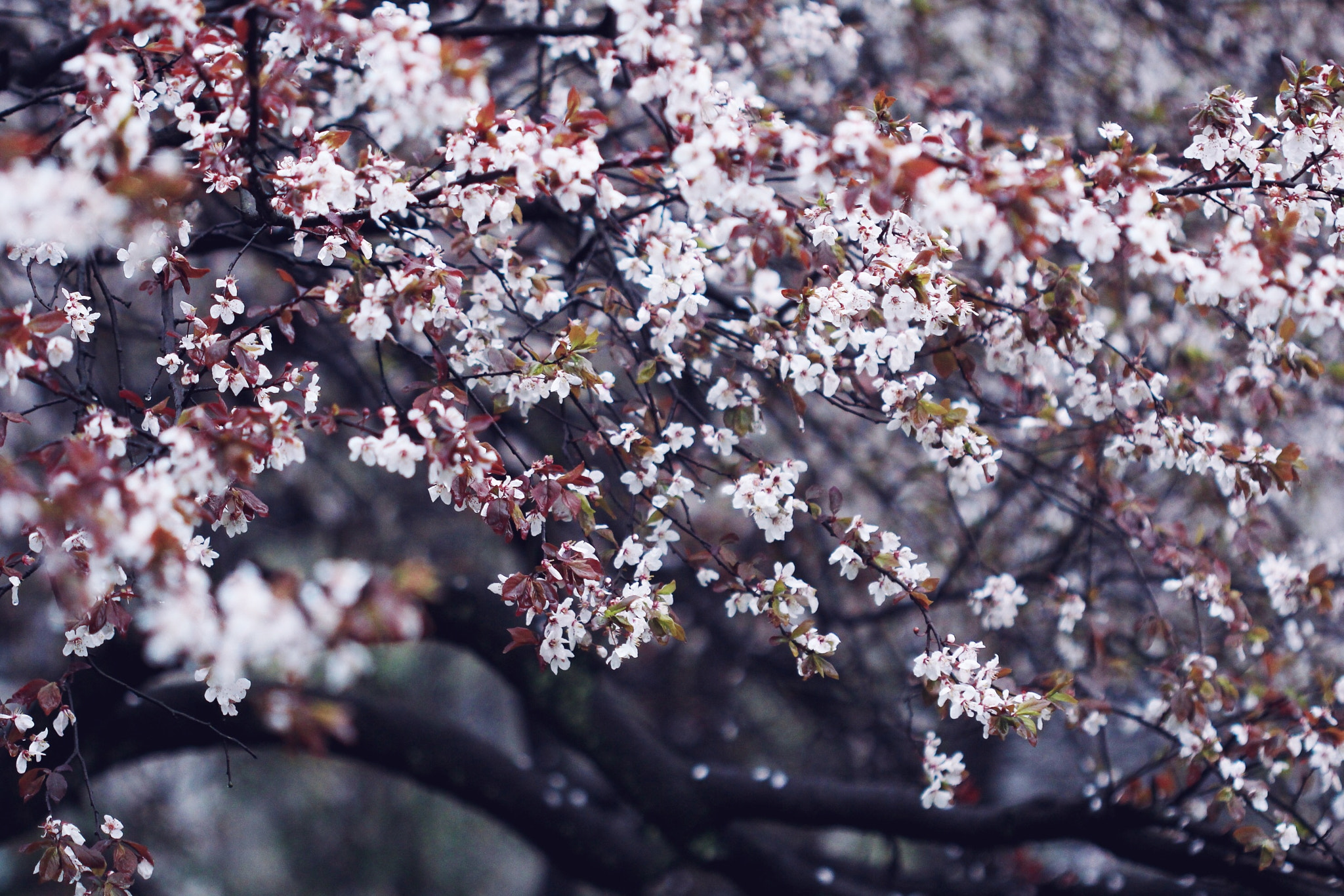 Canon EF 100mm F2.8 Macro USM sample photo. Sakura！！ photography