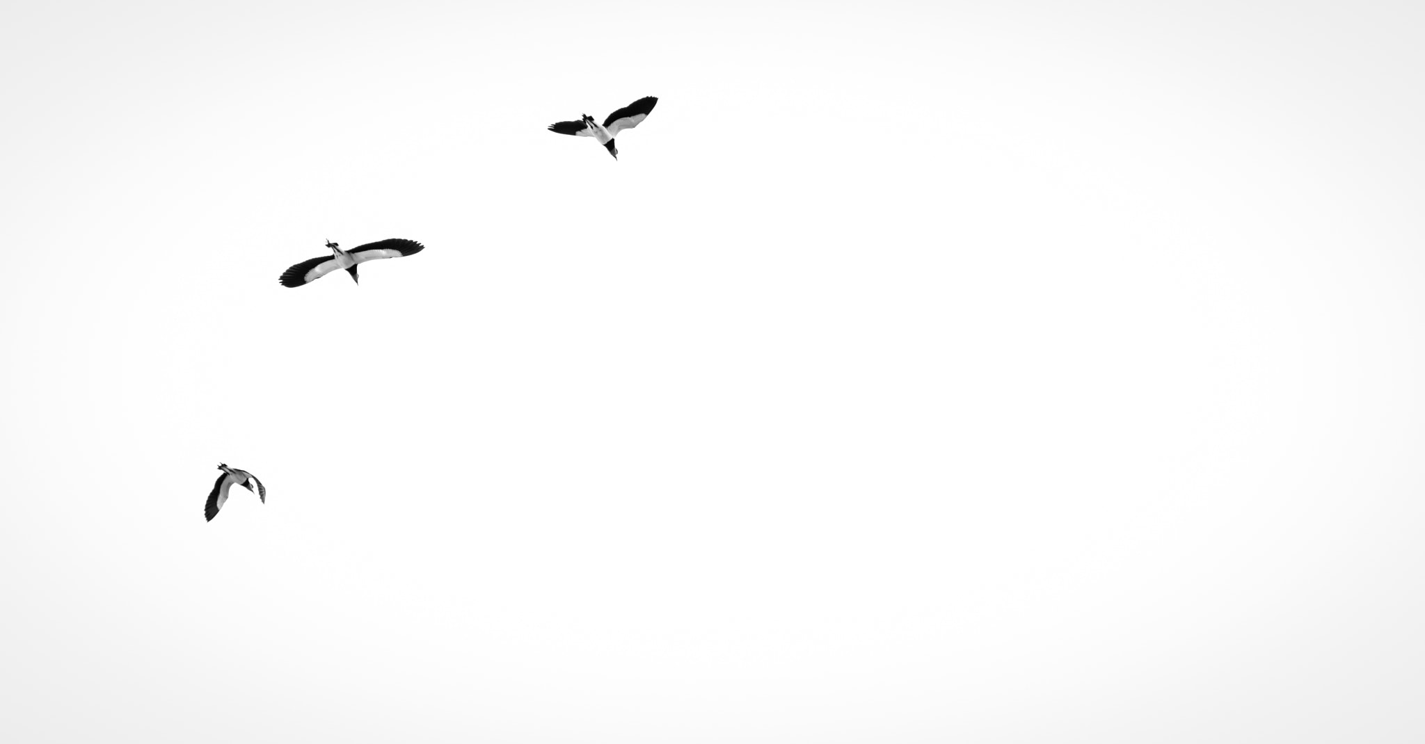 Nikon D3400 sample photo. Birds photography