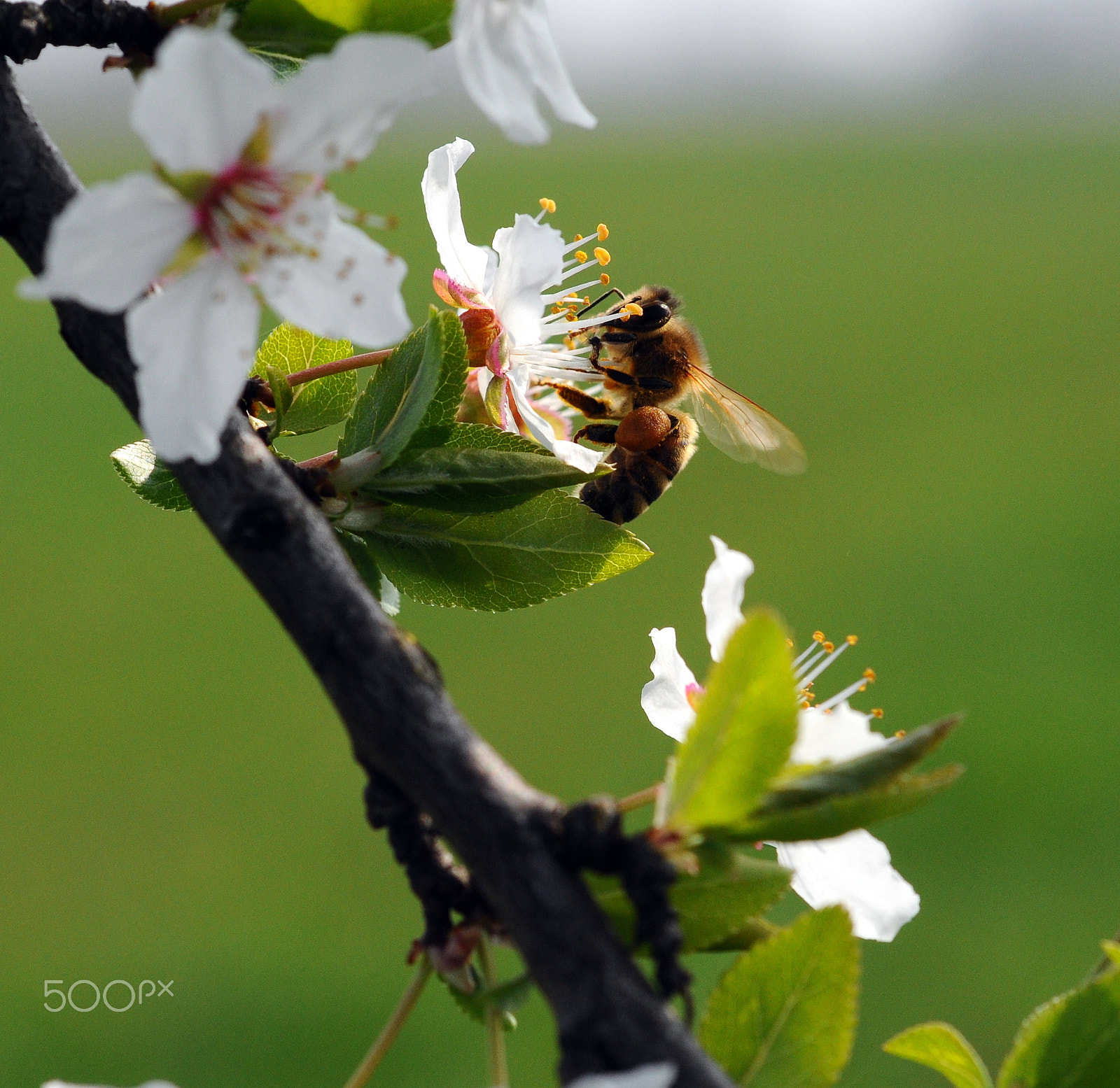 Nikon AF Micro-Nikkor 60mm F2.8D sample photo. Working photography