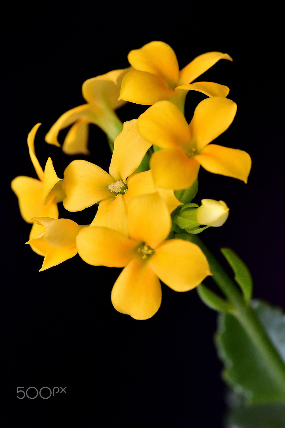 Sigma 150mm F2.8 EX DG Macro HSM sample photo. Flower 1 photography