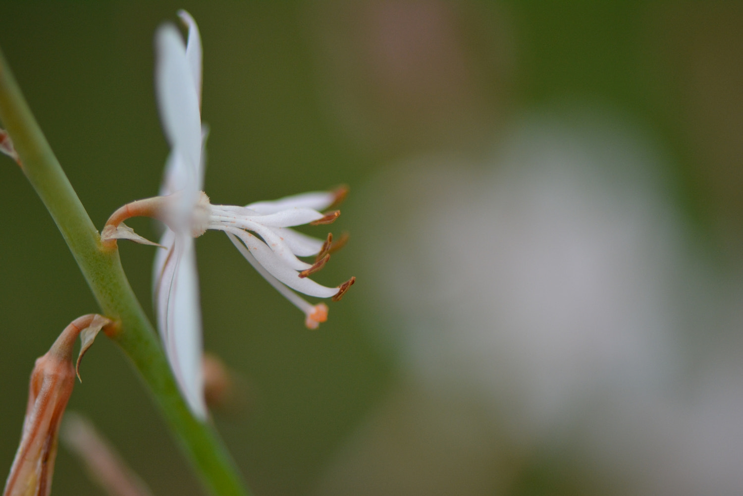 Nikon AF-S Micro-Nikkor 105mm F2.8G IF-ED VR sample photo. 170319_027.jpg photography