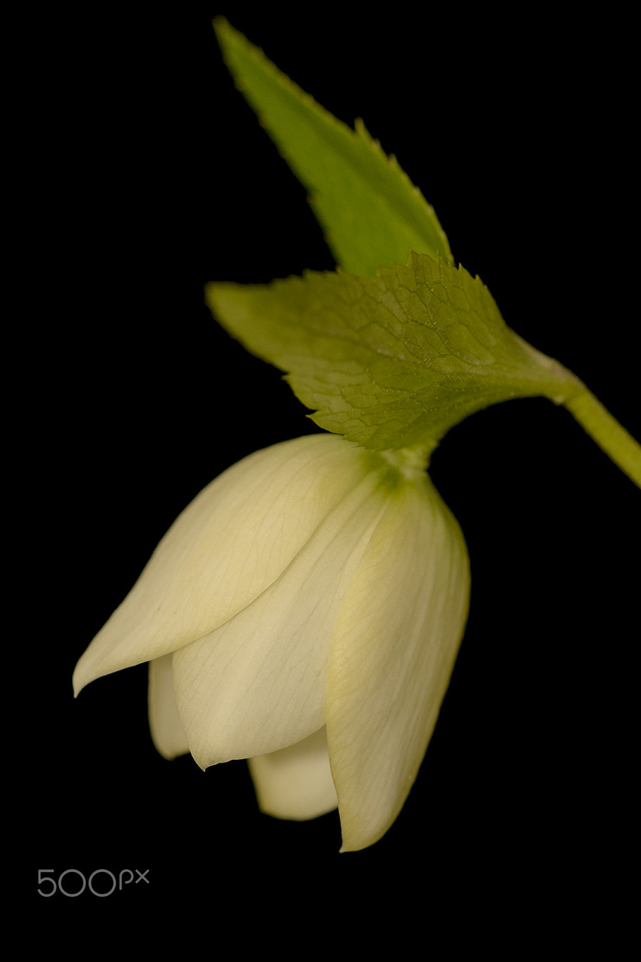 Sigma 150mm F2.8 EX DG Macro HSM sample photo. Flower 3 photography