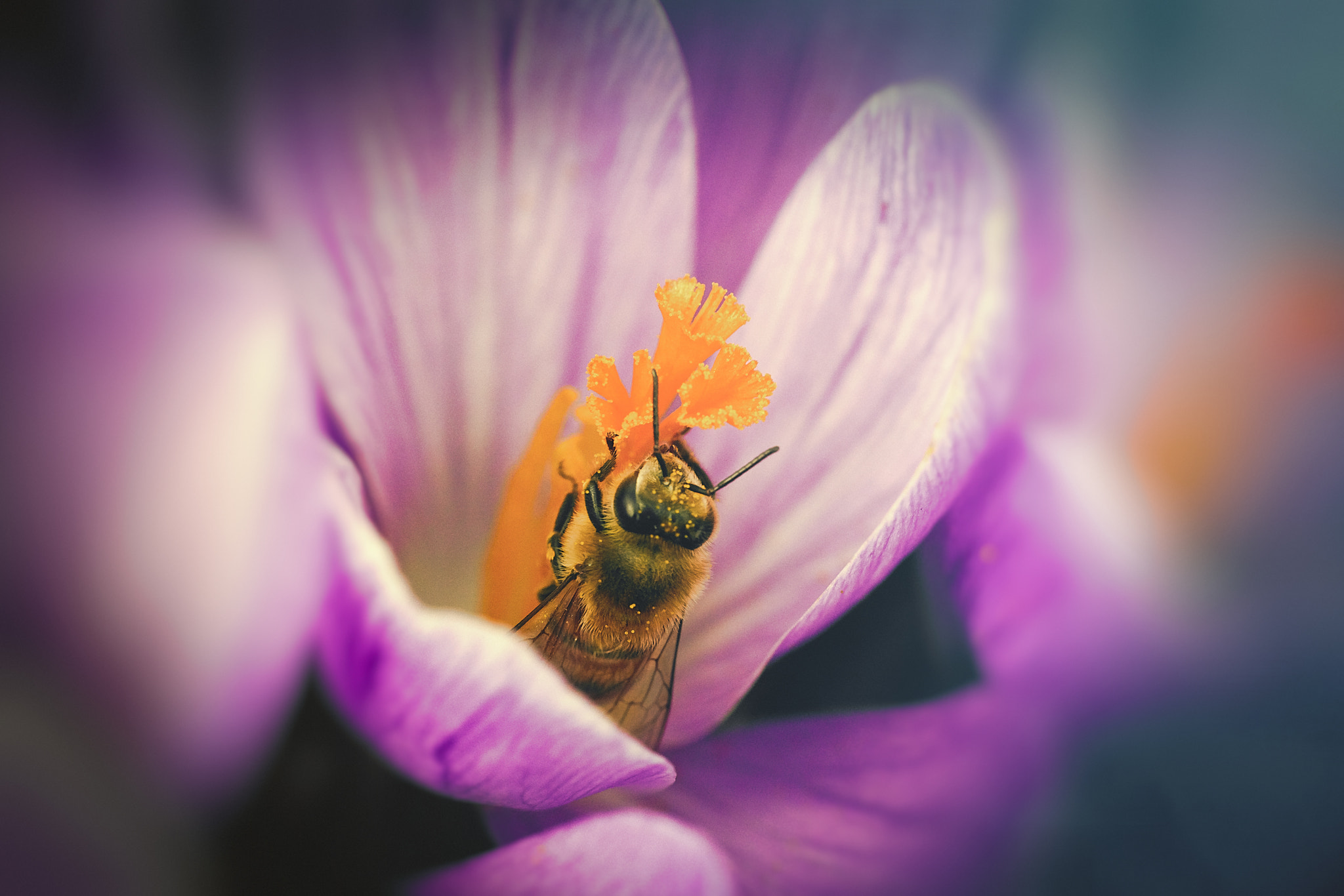 Canon EF 100mm F2.8L Macro IS USM sample photo. Hungry bee inside a crocus photography
