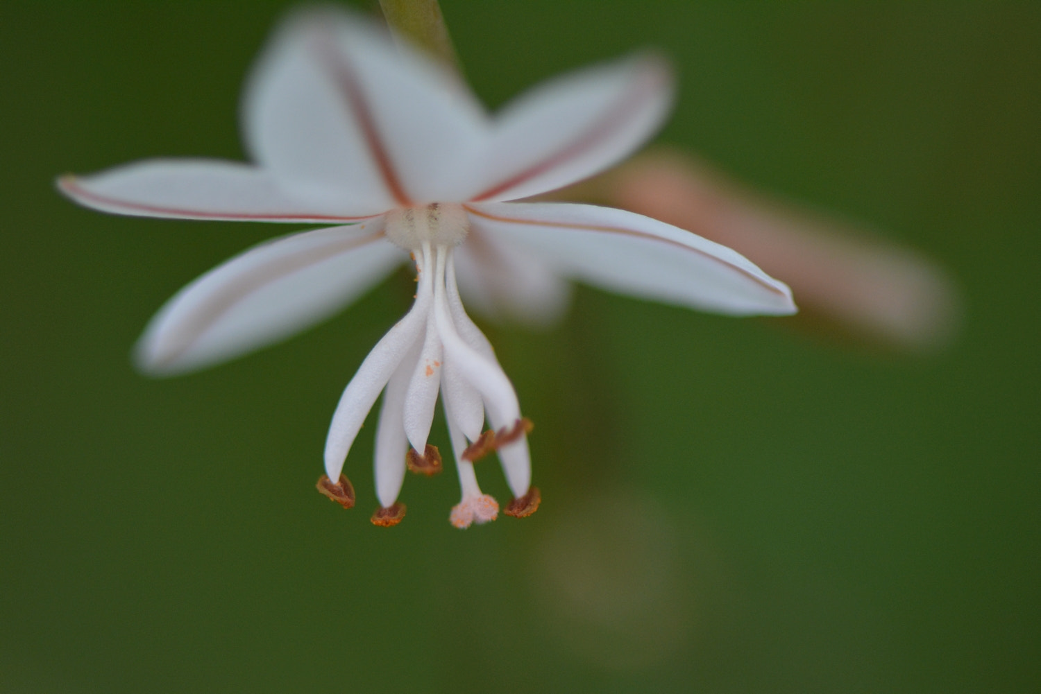 Nikon AF-S Micro-Nikkor 105mm F2.8G IF-ED VR sample photo. 170319_029.jpg photography