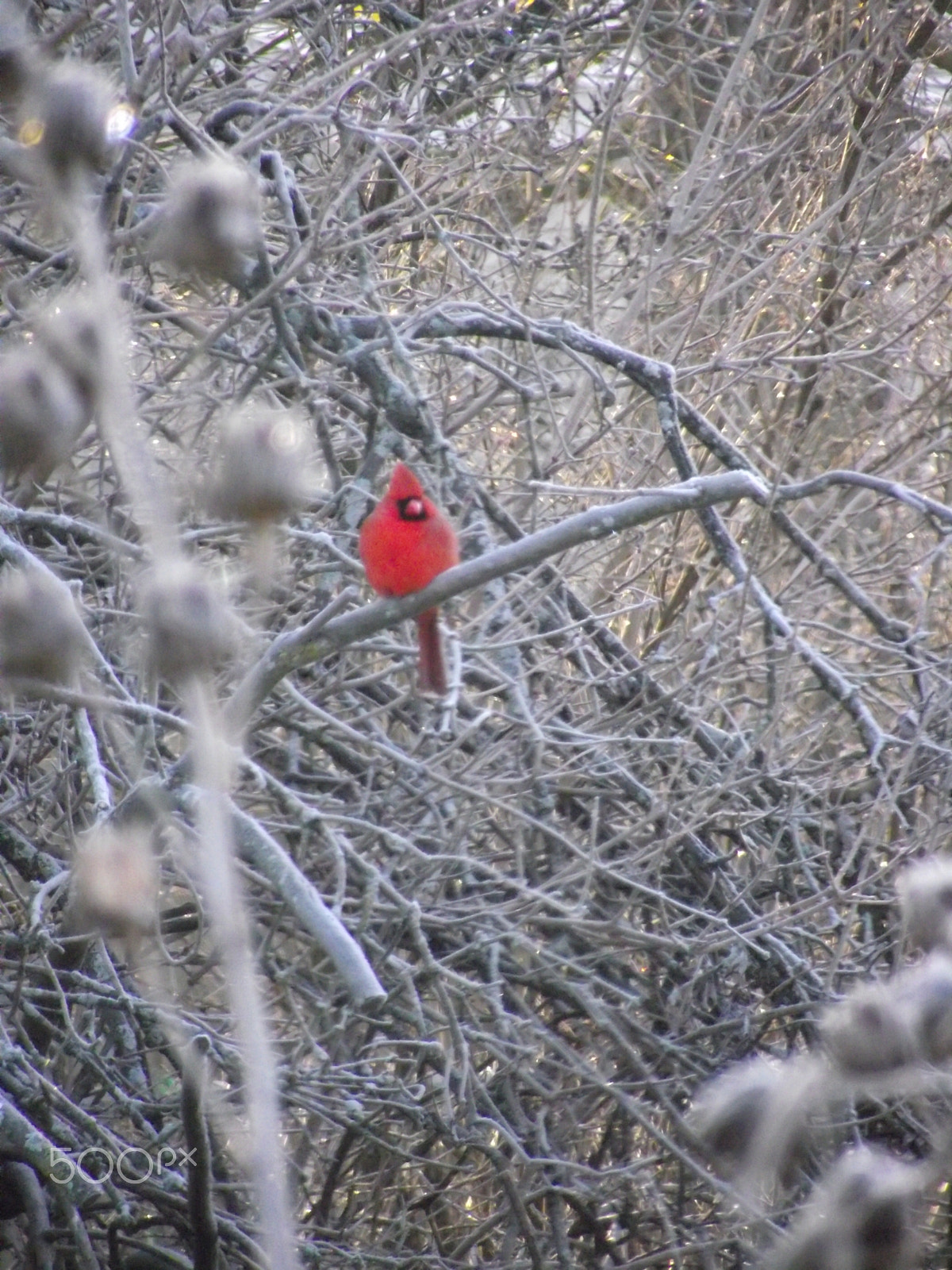 FujiFilm FinePix S1800 (FinePix S1880) sample photo. Cardinal perched in the late fall frost. photography
