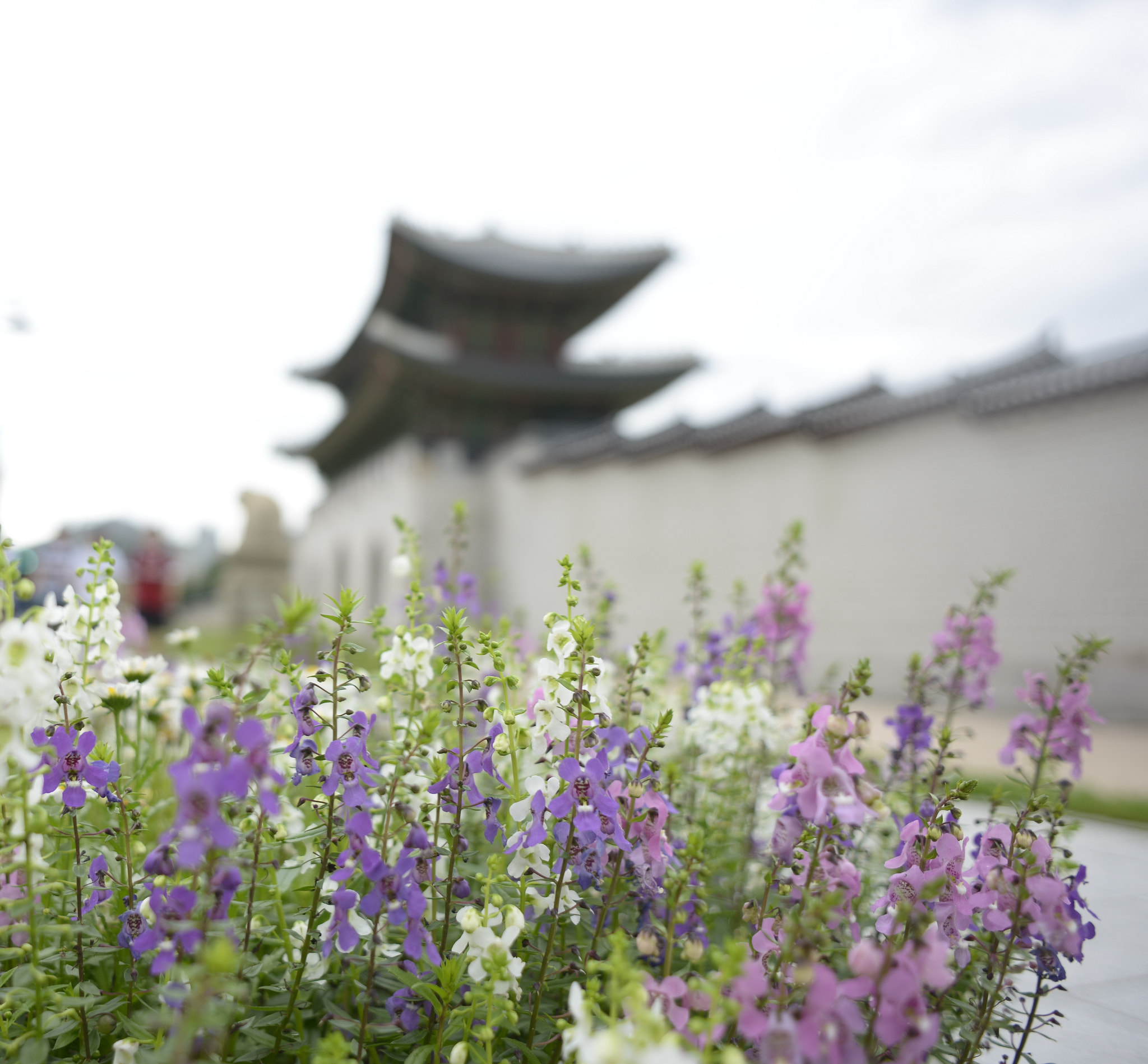 Nikon D800 + Nikon AF Nikkor 24mm F2.8D sample photo. Seoul photography
