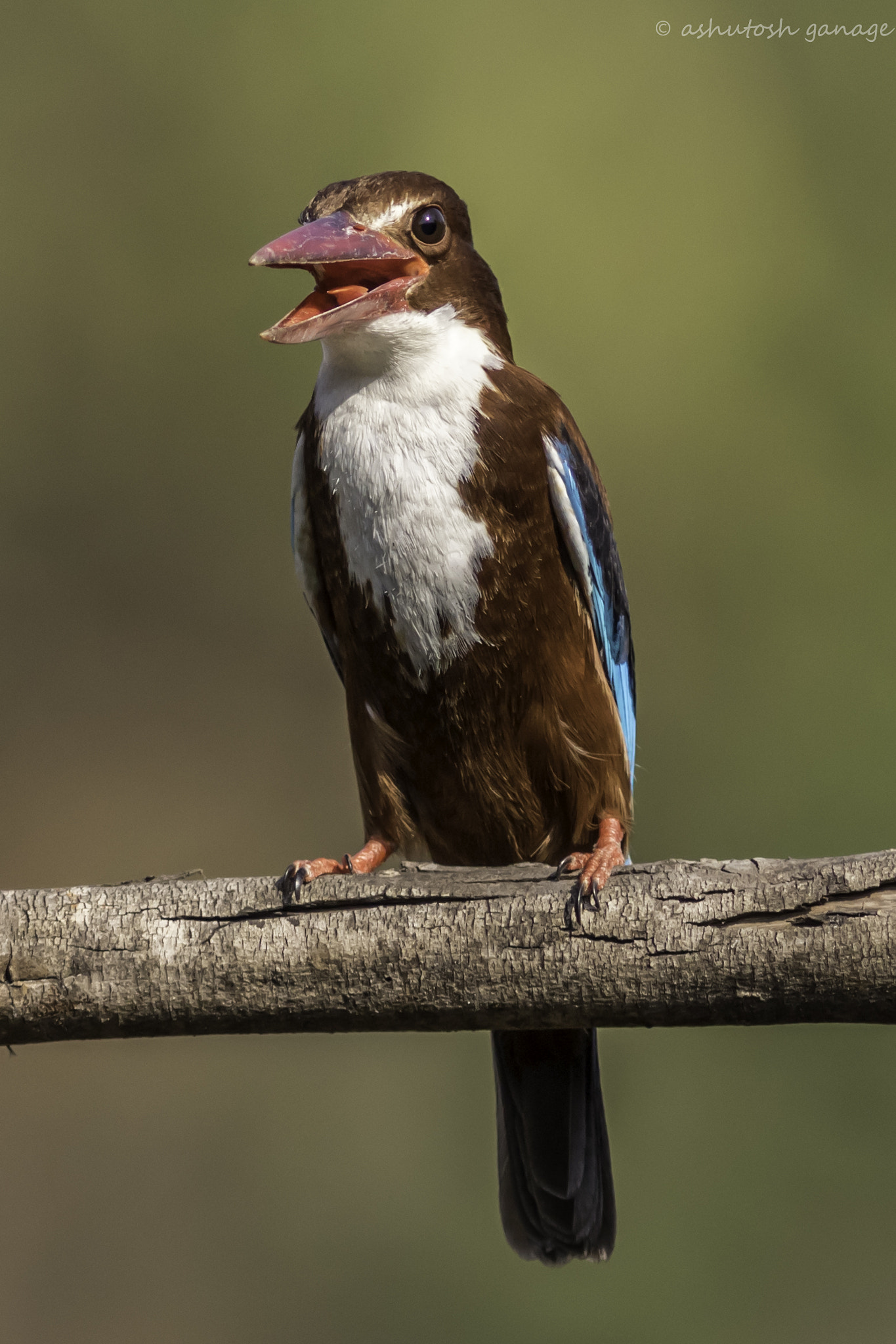 Canon EOS 7D Mark II sample photo. White throated kingfisher photography