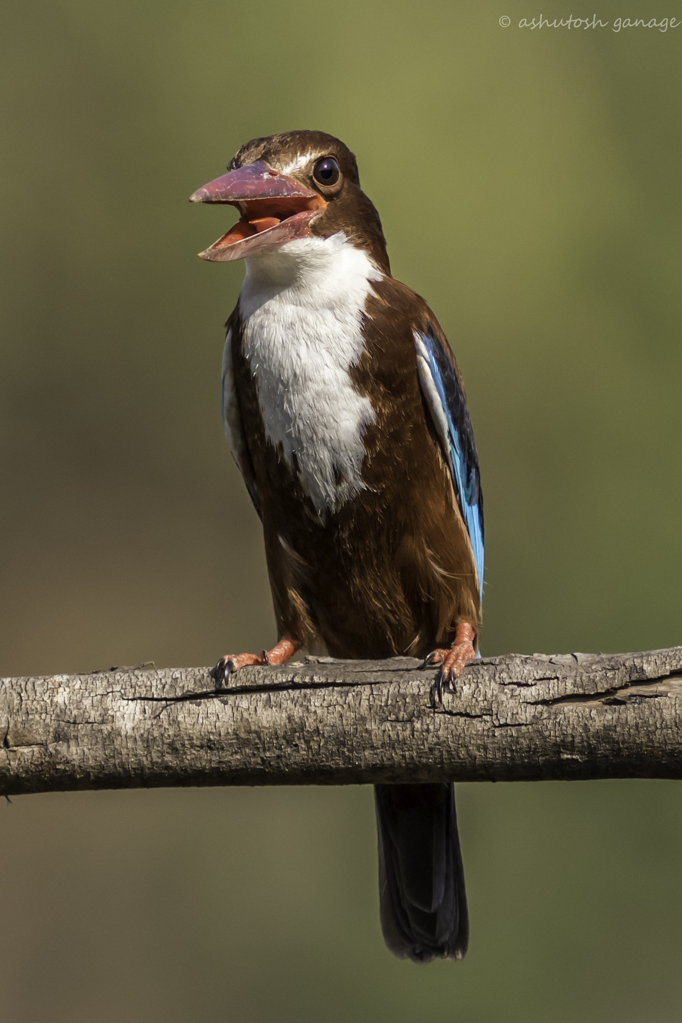 Canon EF 300mm F4L IS USM sample photo. White throated kingfisher photography