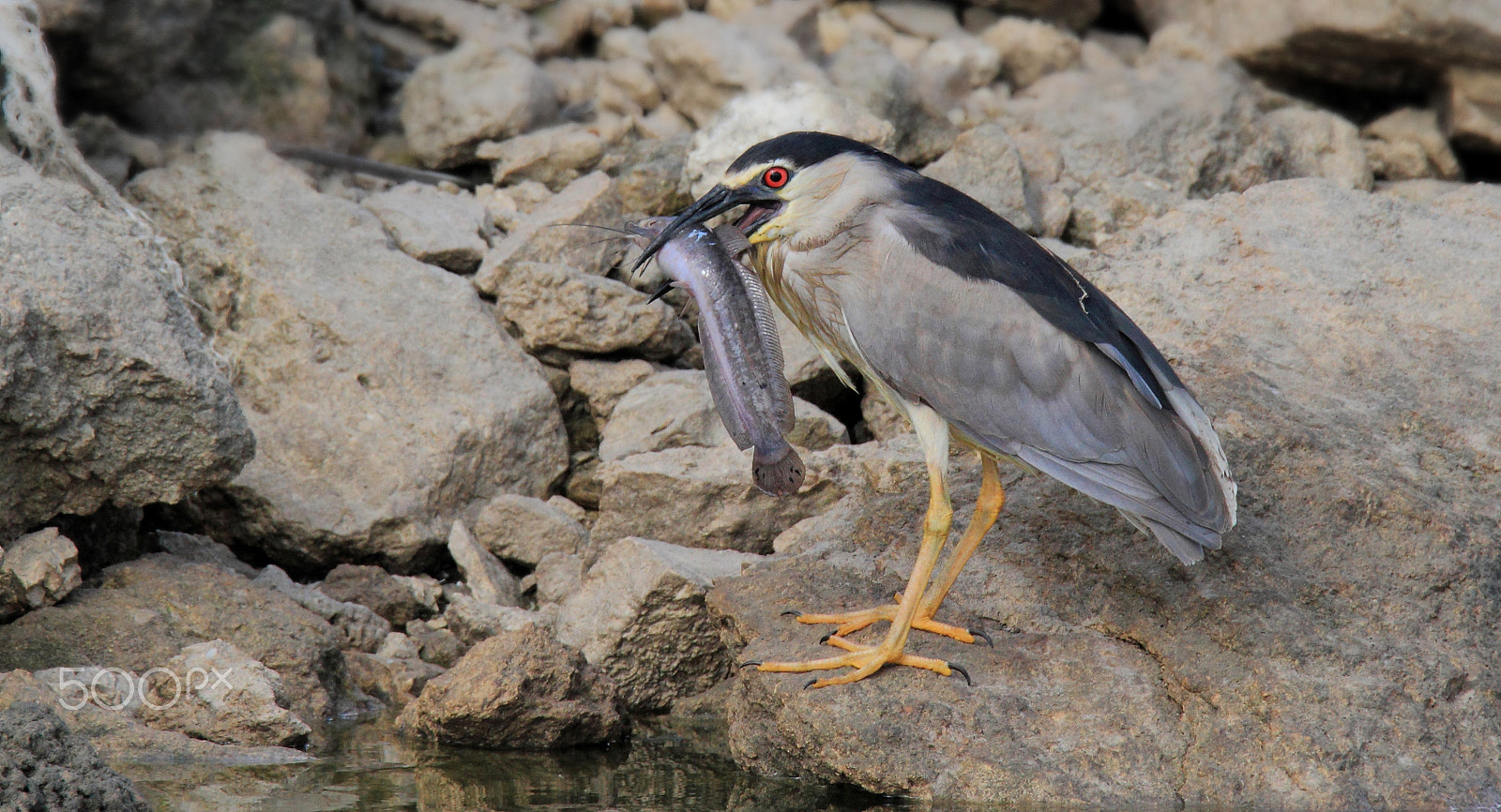 Tamron SP 150-600mm F5-6.3 Di VC USD sample photo. Night heron with catfish ... photography