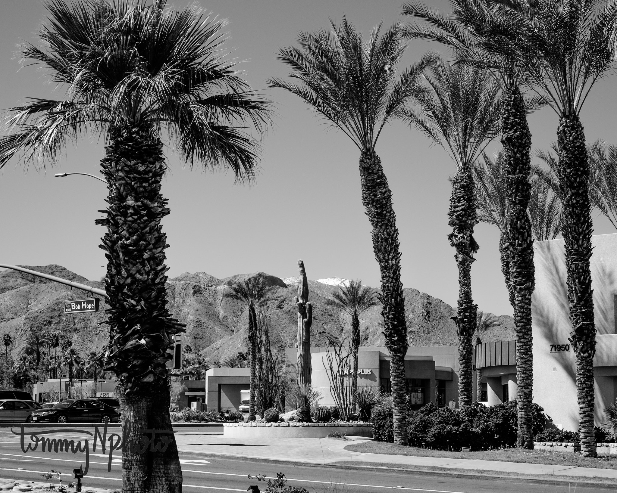 Fujifilm X-T1 + Fujifilm XF 35mm F1.4 R sample photo. Palm trees and snow photography