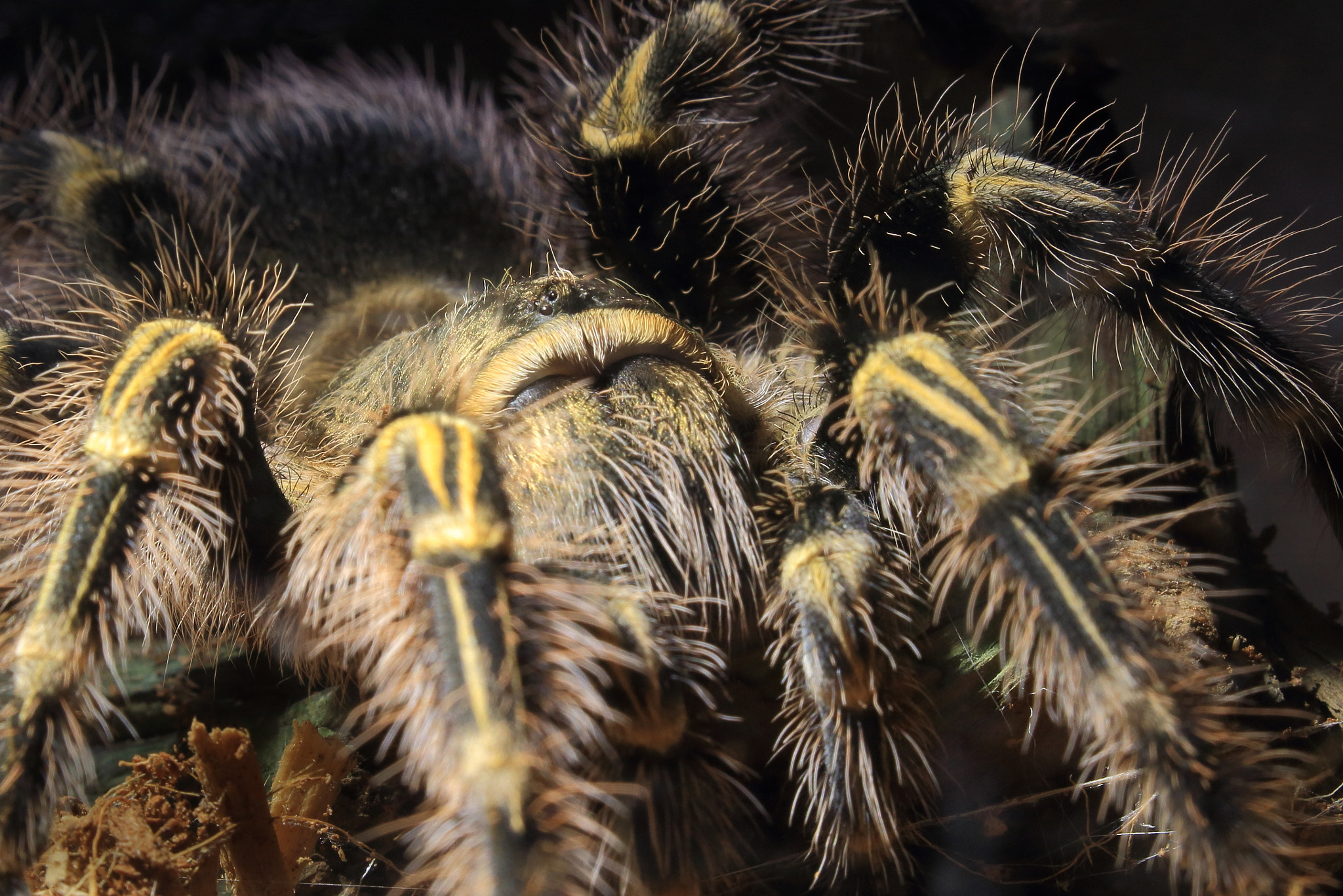 Canon EOS 100D (EOS Rebel SL1 / EOS Kiss X7) sample photo. Tarantula photography