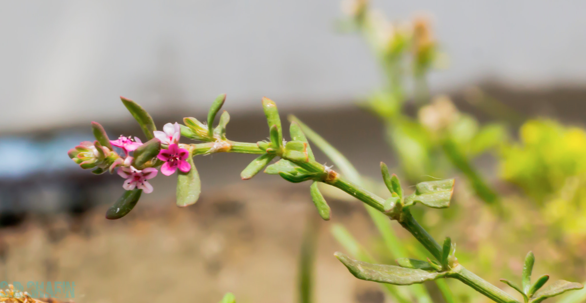Canon EOS 700D (EOS Rebel T5i / EOS Kiss X7i) sample photo. Flower-04 photography