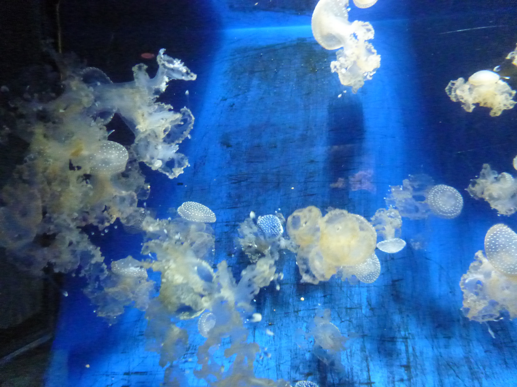 Panasonic DMC-FT4 sample photo. Jellyfish photography