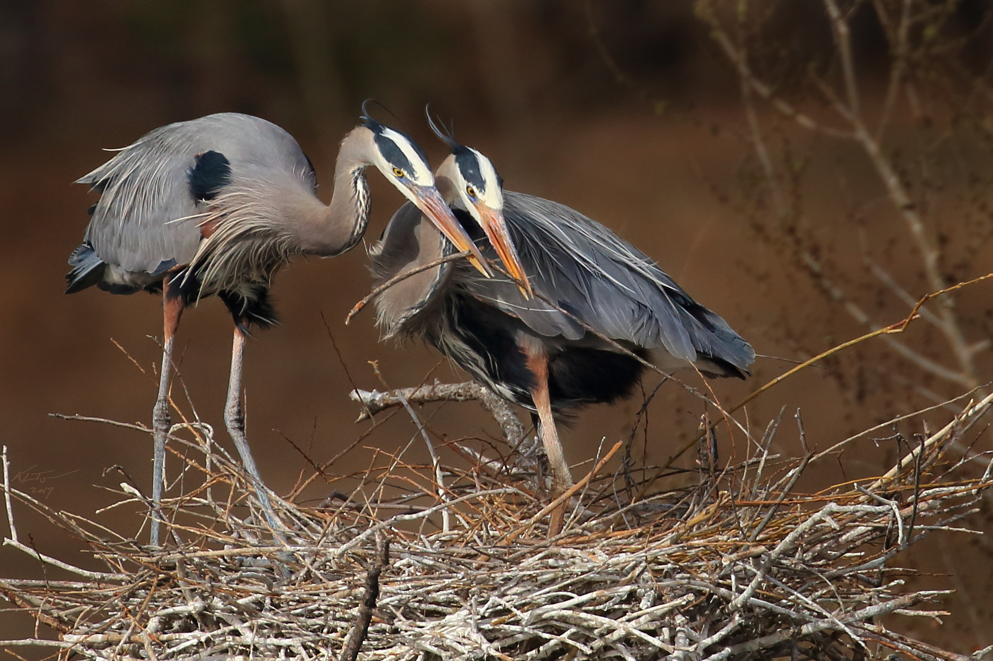 Canon EOS 100D (EOS Rebel SL1 / EOS Kiss X7) sample photo. Herons placing a branch photography
