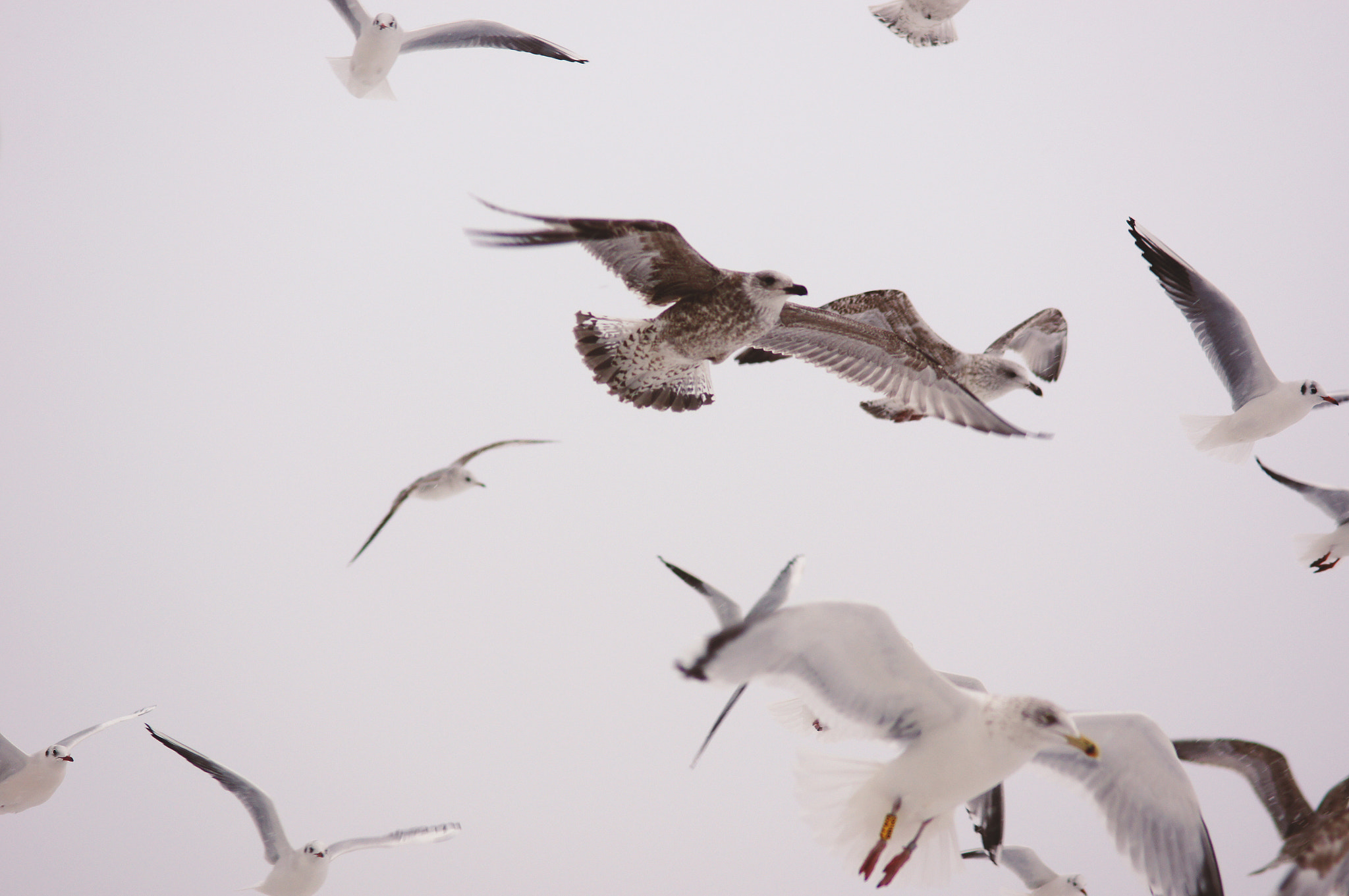 Sony SLT-A55 (SLT-A55V) + Sony 85mm F2.8 SAM sample photo. Seagulls photography