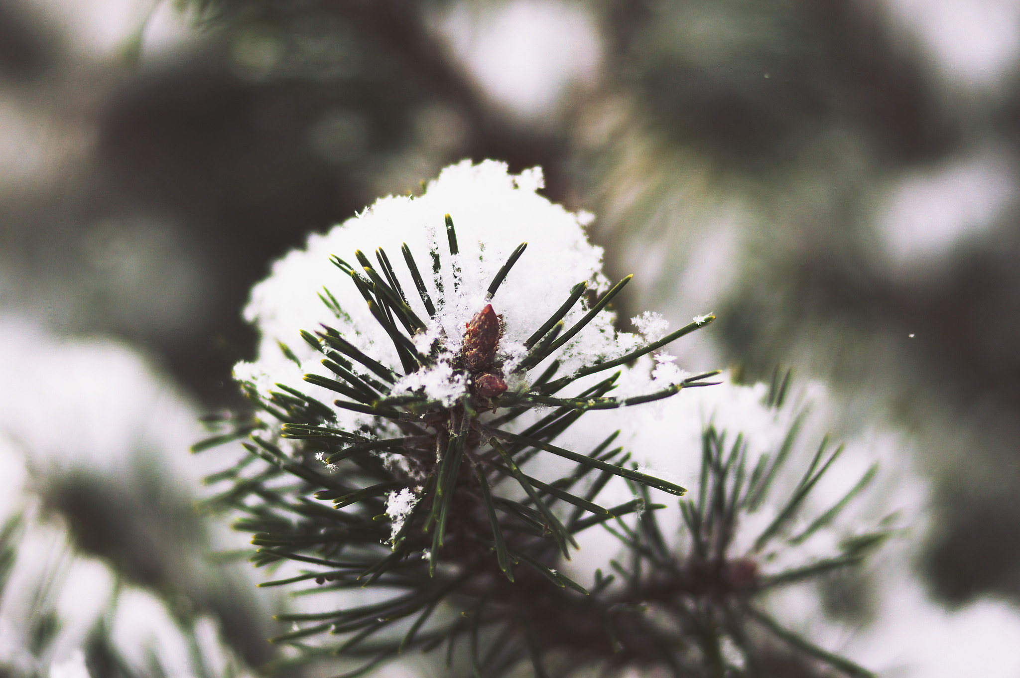 Sony SLT-A55 (SLT-A55V) + Sony 85mm F2.8 SAM sample photo. Winter mood photography