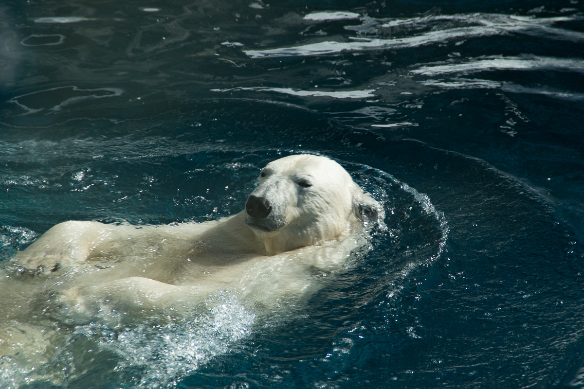 Nikon D5500 sample photo. Polar bear winter zoo photography