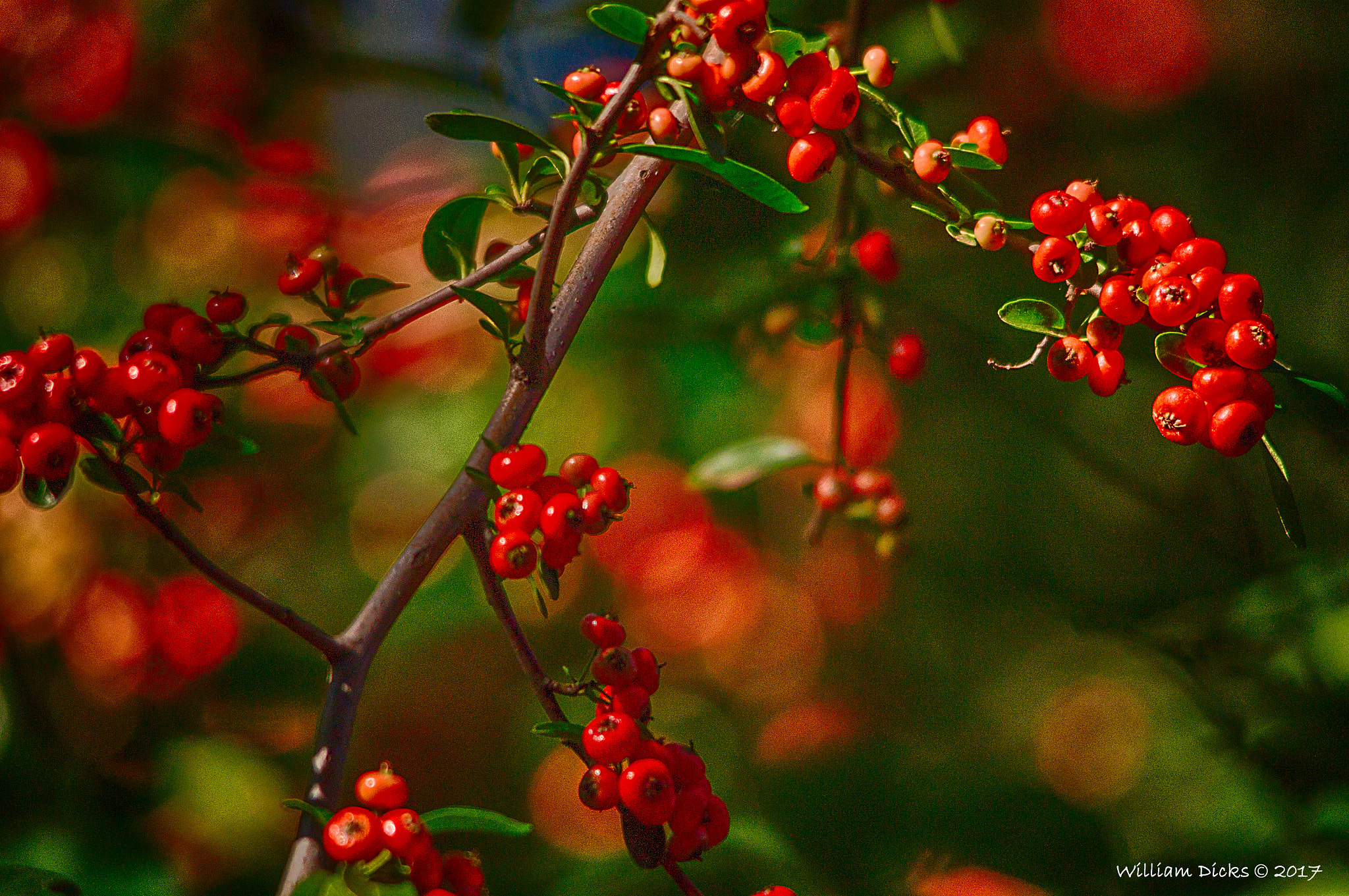 Sony SLT-A37 sample photo. Red berries photography