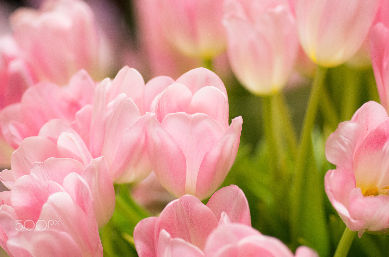 Pentax K-5 IIs + Pentax smc D-FA 100mm F2.8 Macro WR sample photo. My first flower photo except cherry blossom photography