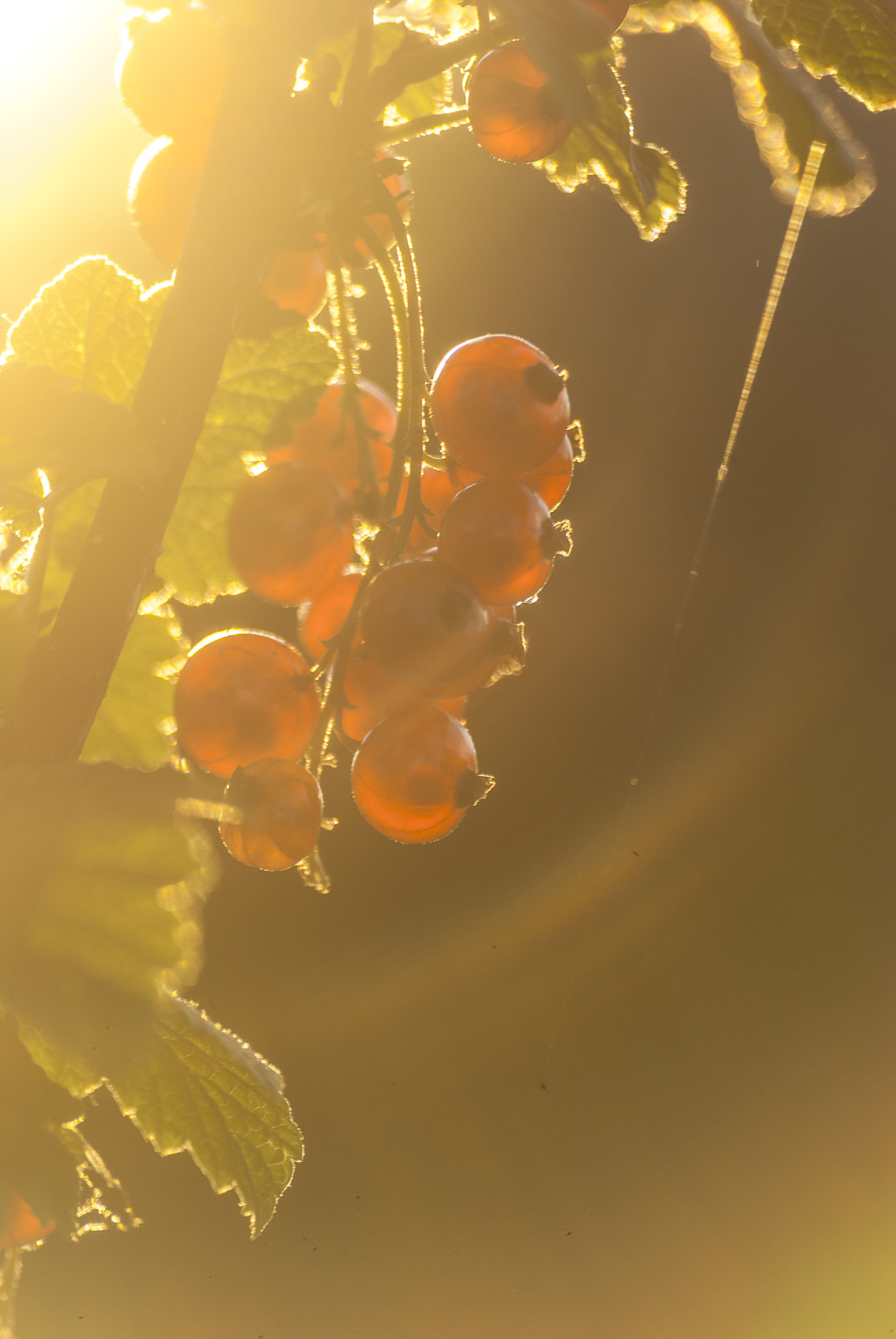Sigma 70-300mm F4-5.6 APO DG Macro sample photo. Taste of summer photography
